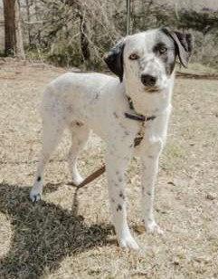 Enlarge Spec, a Adoptable mixed breed in Attalla, AL image 3/3