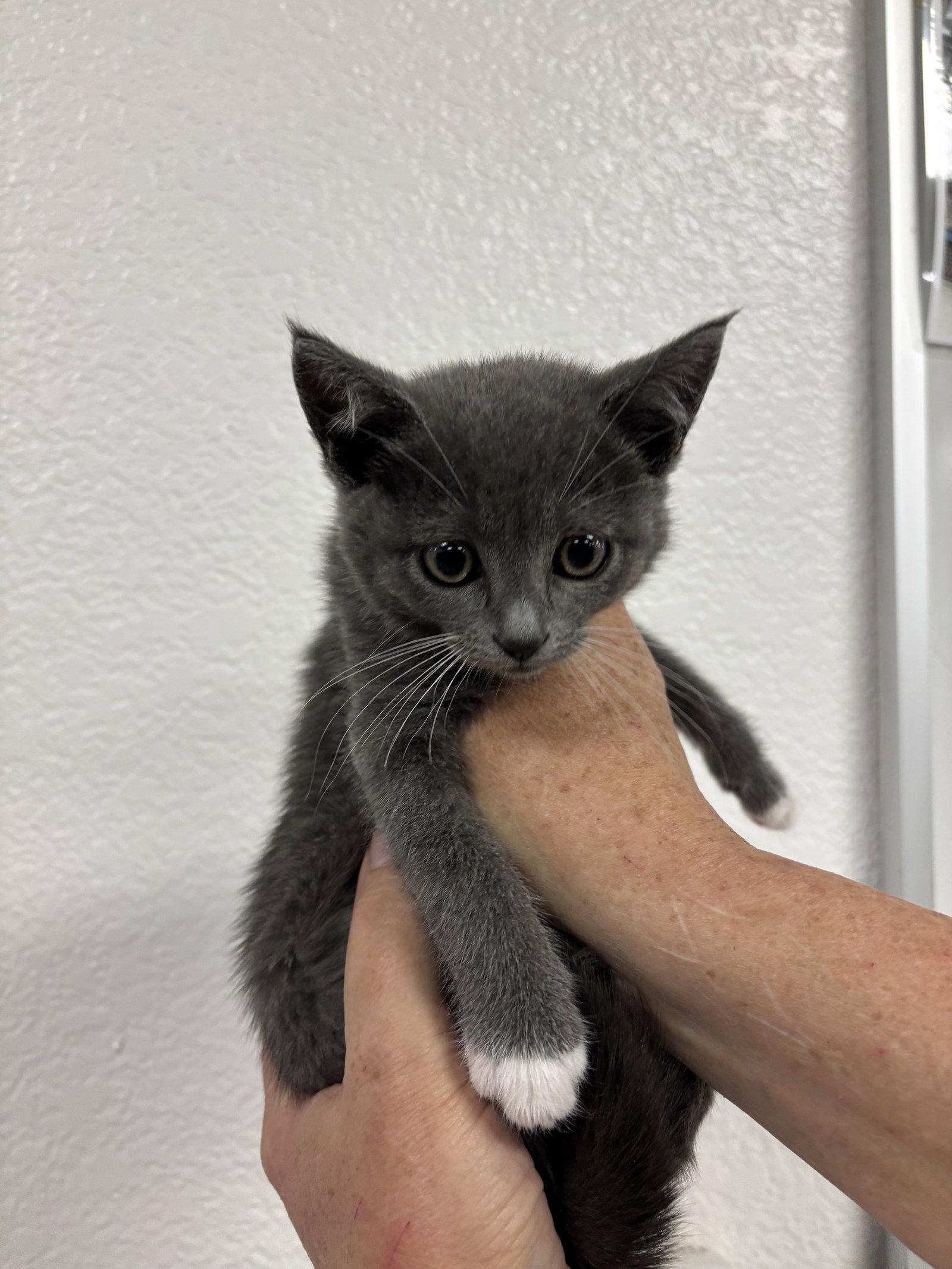 Enlarge Fozzie ( BC), a Adopted Tuxedo in Vacaville, CA image 1/1