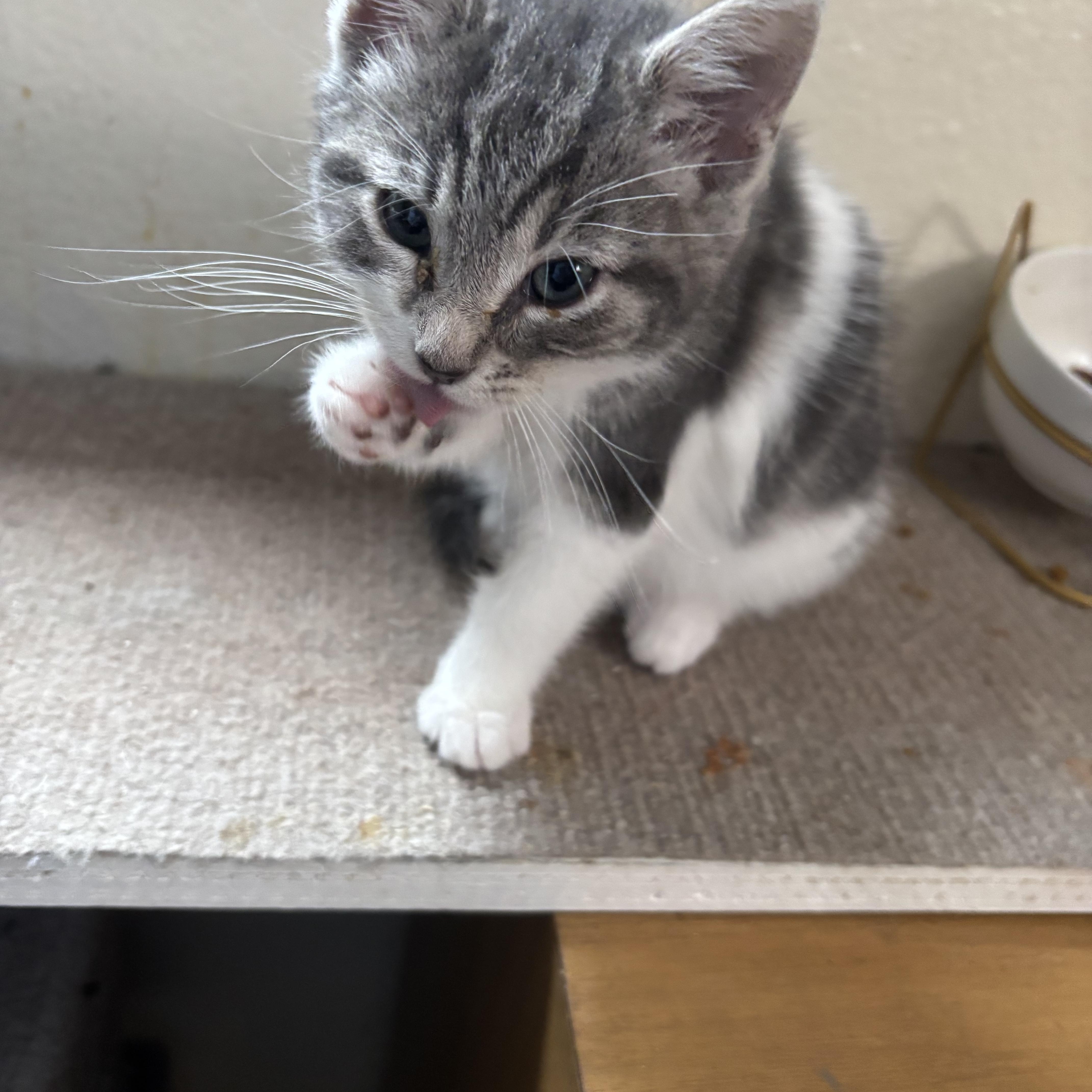 Enlarge Tommy, an adopted Tabby in Costa Mesa, CA image 3/3