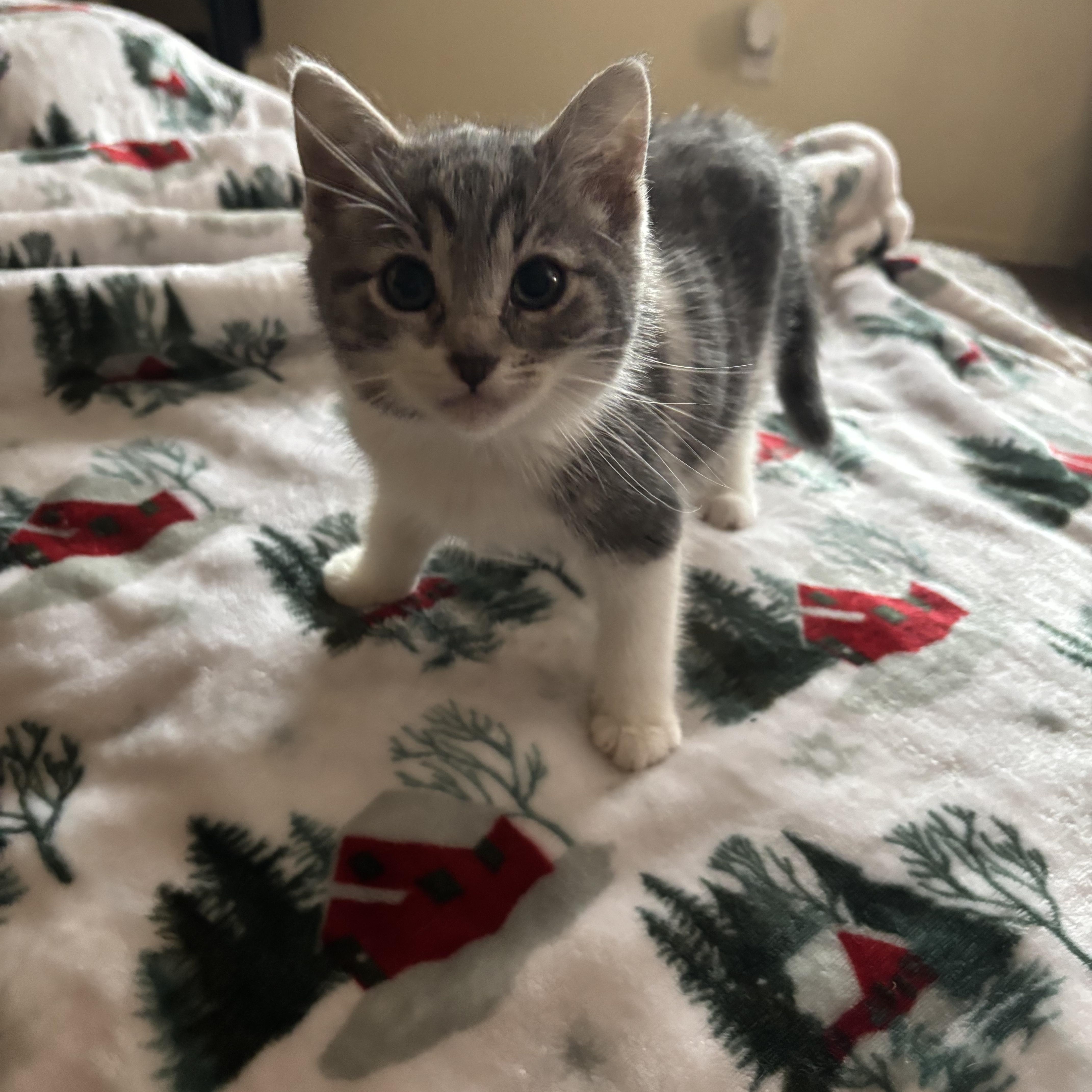 Enlarge Tommy, an adopted Tabby in Costa Mesa, CA image 1/3