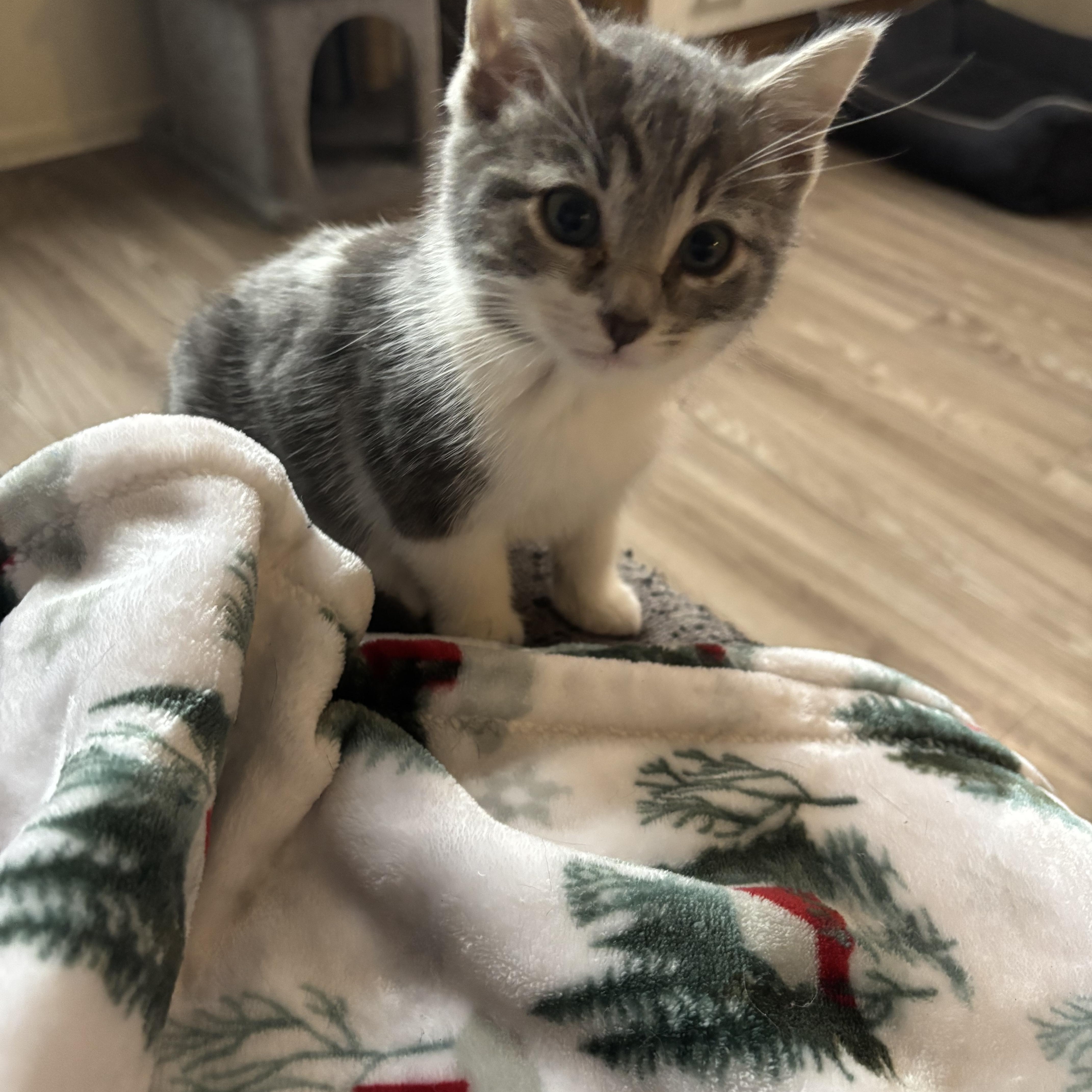 Enlarge Tommy, an adopted Tabby in Costa Mesa, CA image 2/3