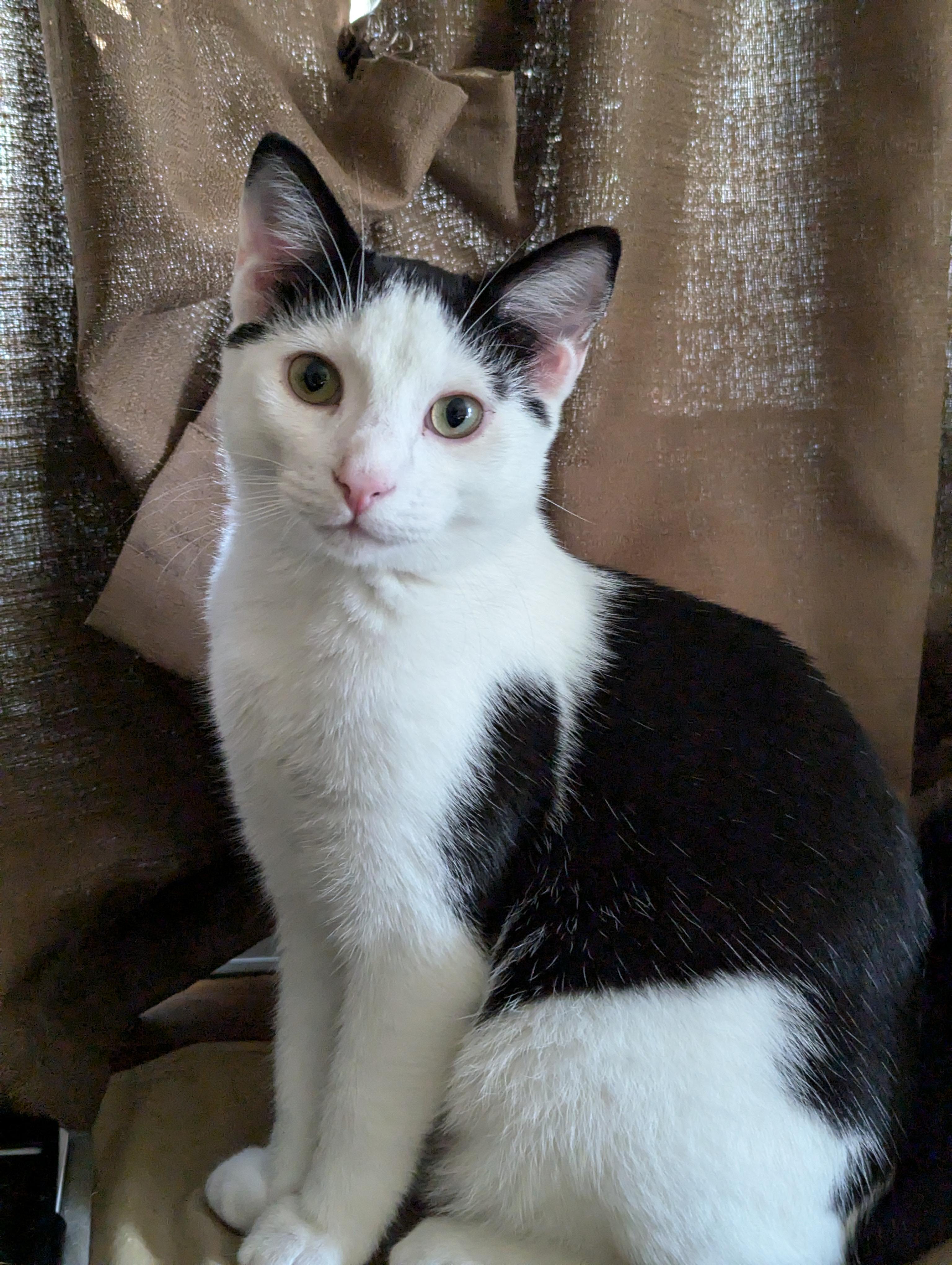 Enlarge Kingfisher, a Adoptable American Shorthair in Morgantown, WV image 5/6