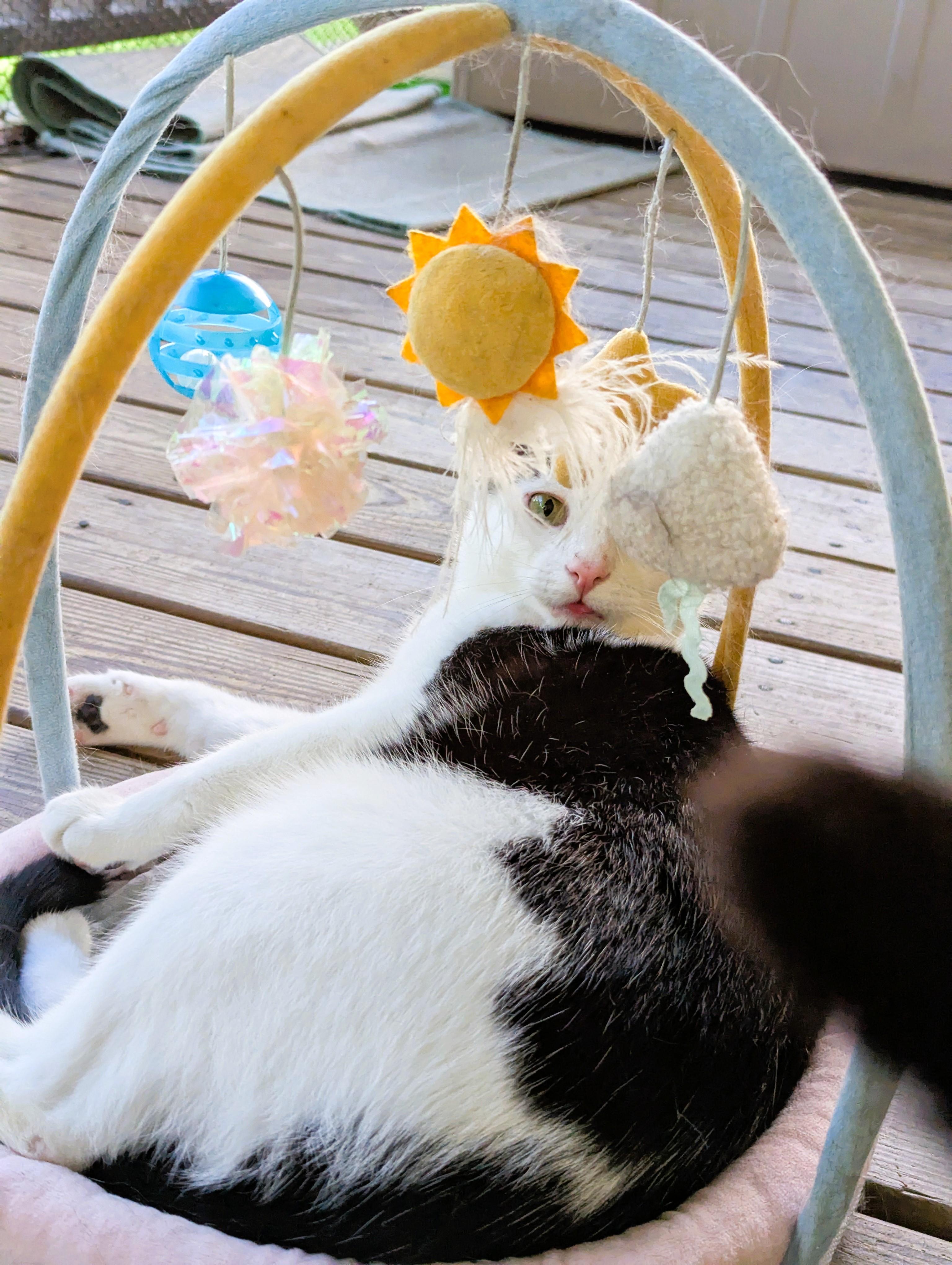 Enlarge Kingfisher, a Adoptable American Shorthair in Morgantown, WV image 4/6