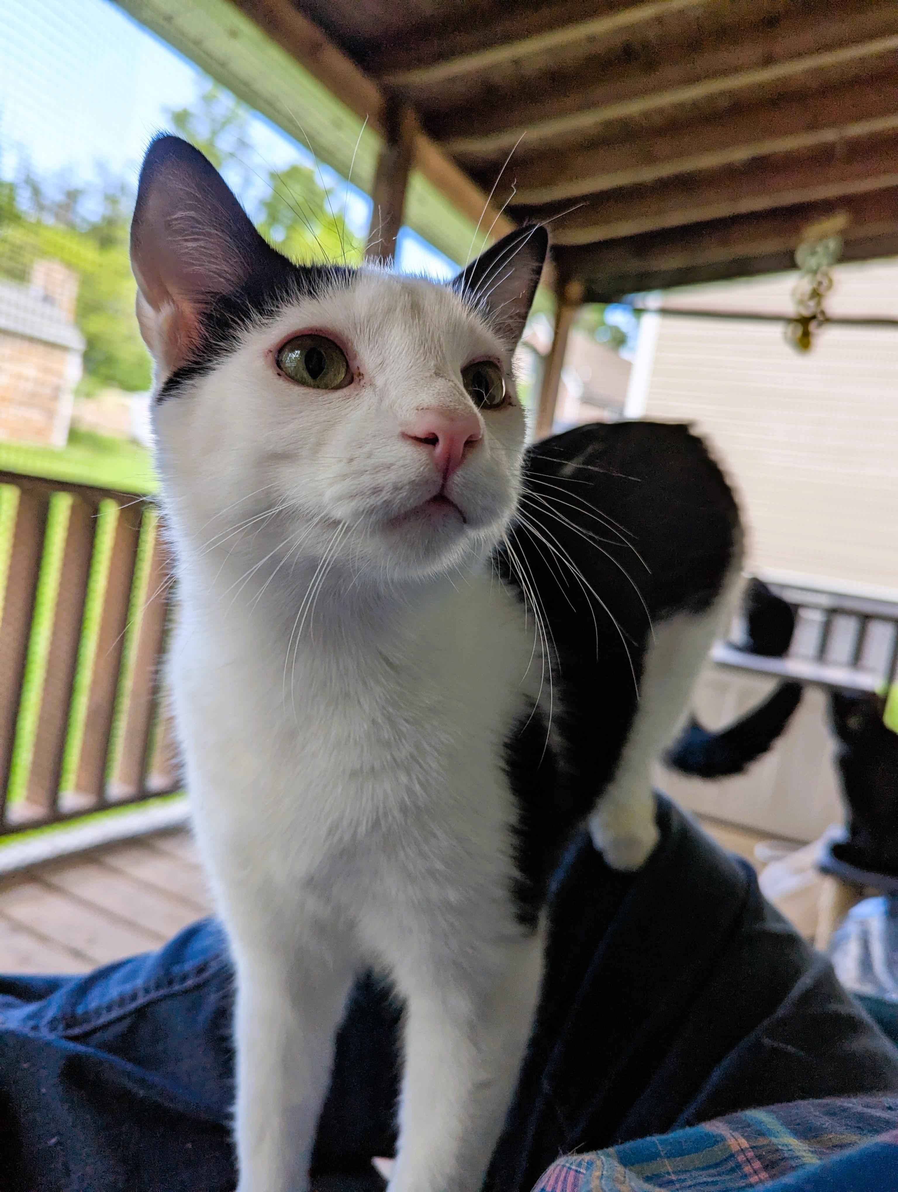 Enlarge Kingfisher, a Adoptable American Shorthair in Morgantown, WV image 1/6