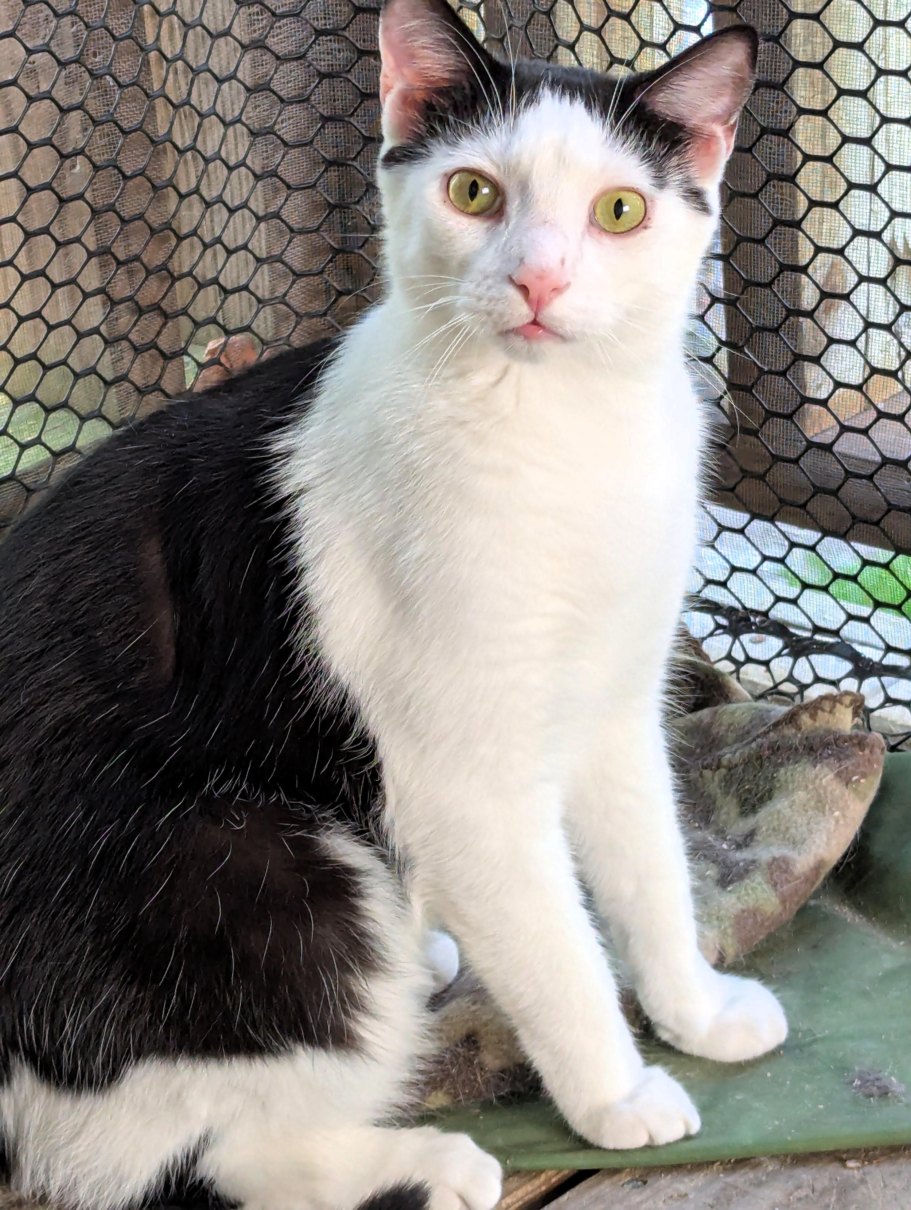 Enlarge Kingfisher, a Adoptable American Shorthair in Morgantown, WV image 3/6