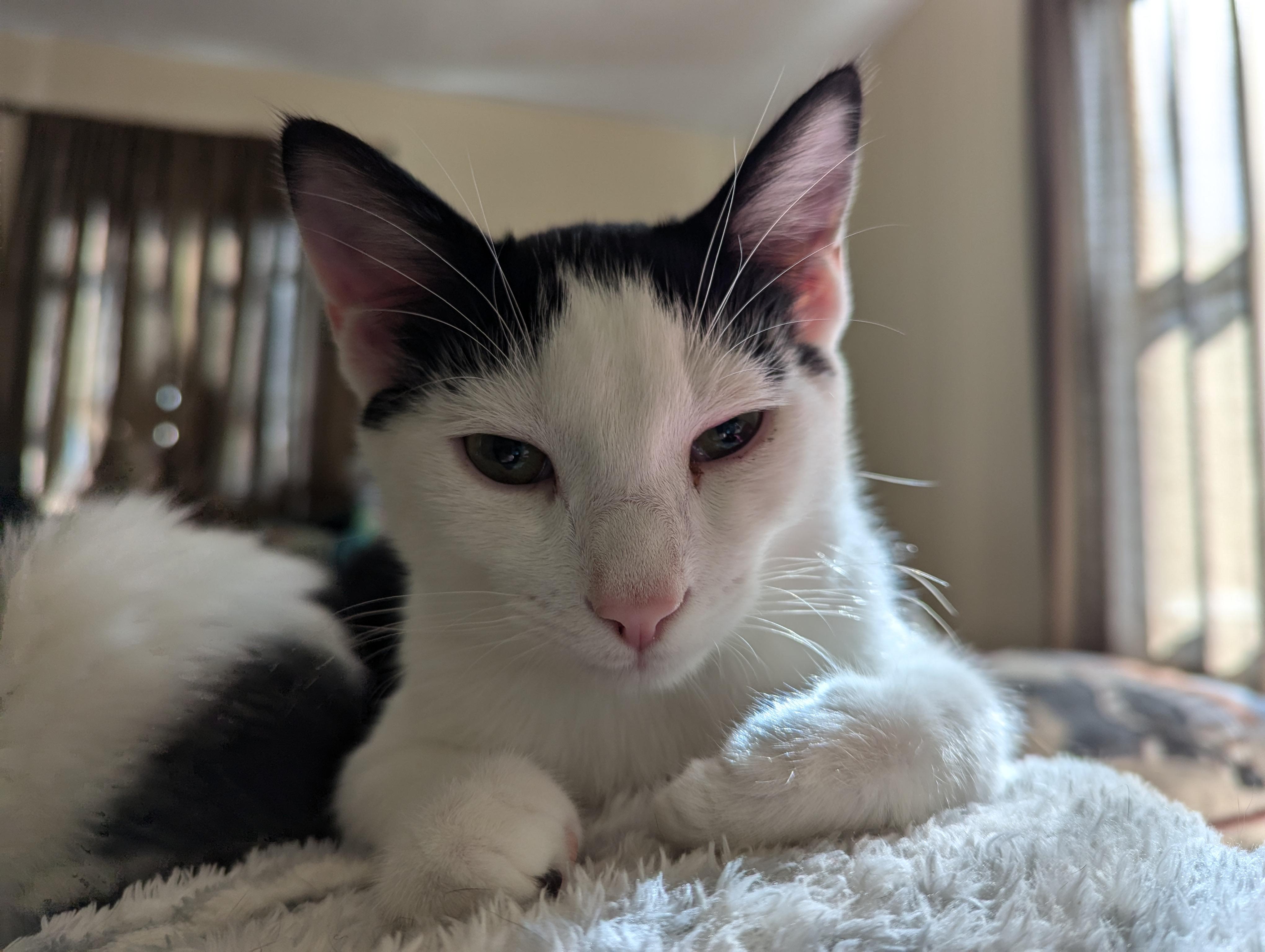 Enlarge Kingfisher, a Adoptable American Shorthair in Morgantown, WV image 6/6