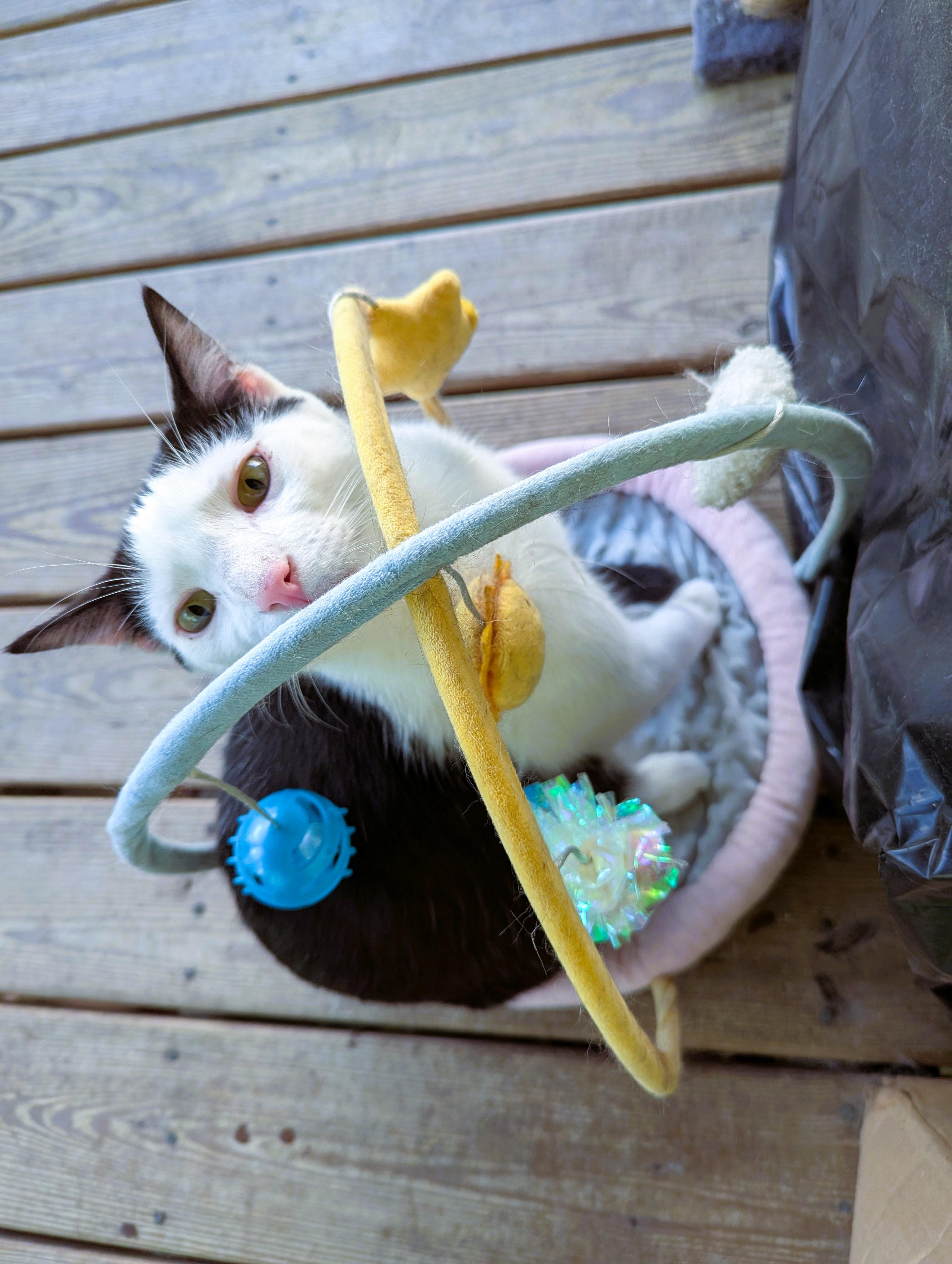 Enlarge Kingfisher, a Adoptable American Shorthair in Morgantown, WV image 2/6