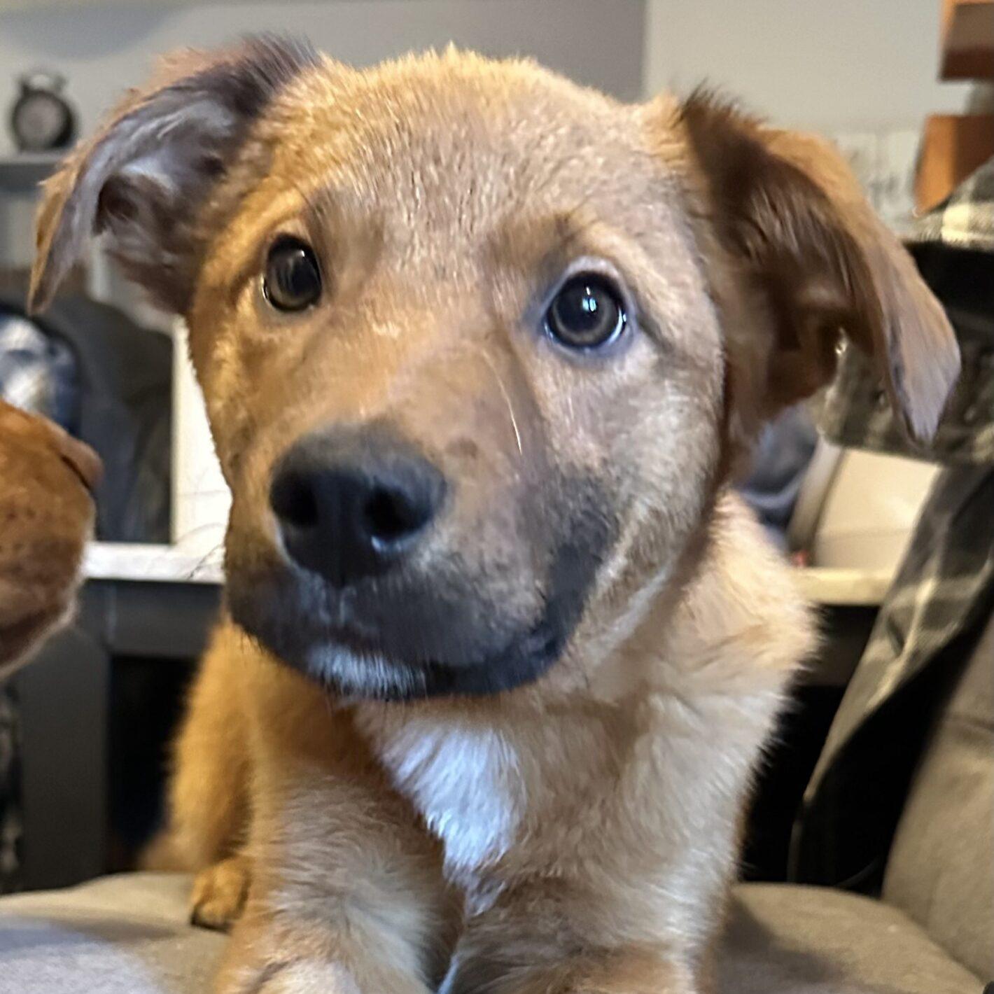 Rudolph, ADOPTABLE, Puppy Male German Shepherd Dog.