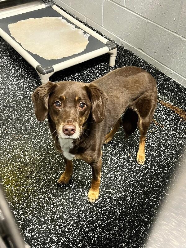 Copper, Adoptable, Adult Male Labrador Retriever & Mixed Breed.