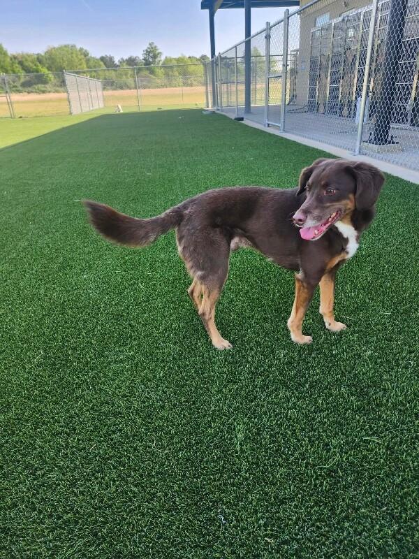 Enlarge Copper, a Adoptable mixed breed in Jackson, TN image 2/3