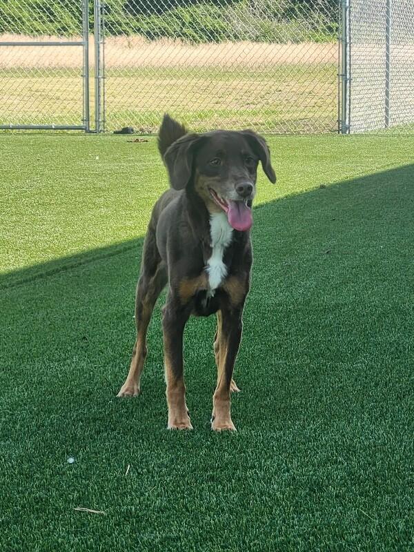 Enlarge Copper, a Adoptable mixed breed in Jackson, TN image 3/3
