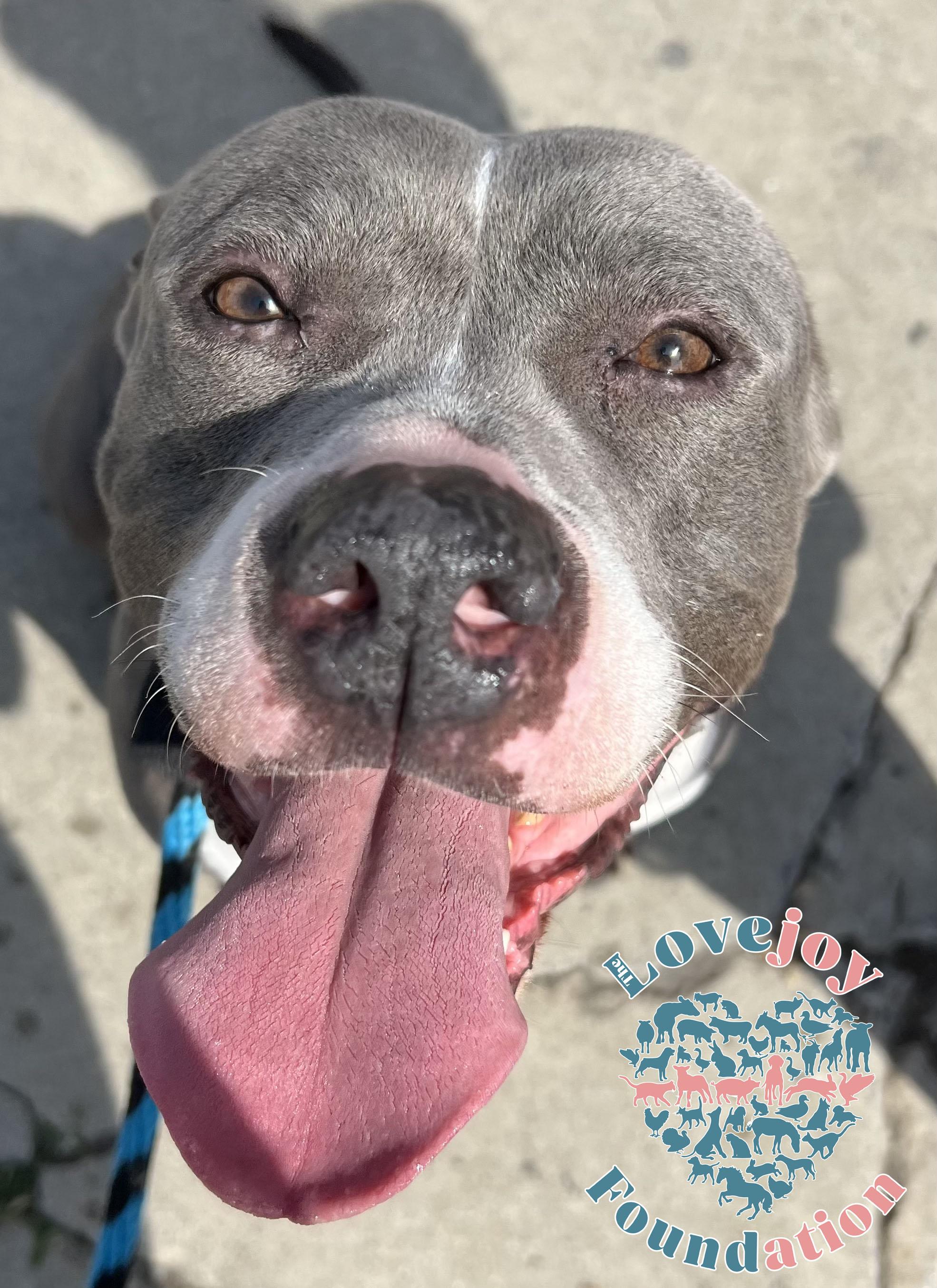 Jamie, Adoptable, Adult Female Pit Bull Terrier.