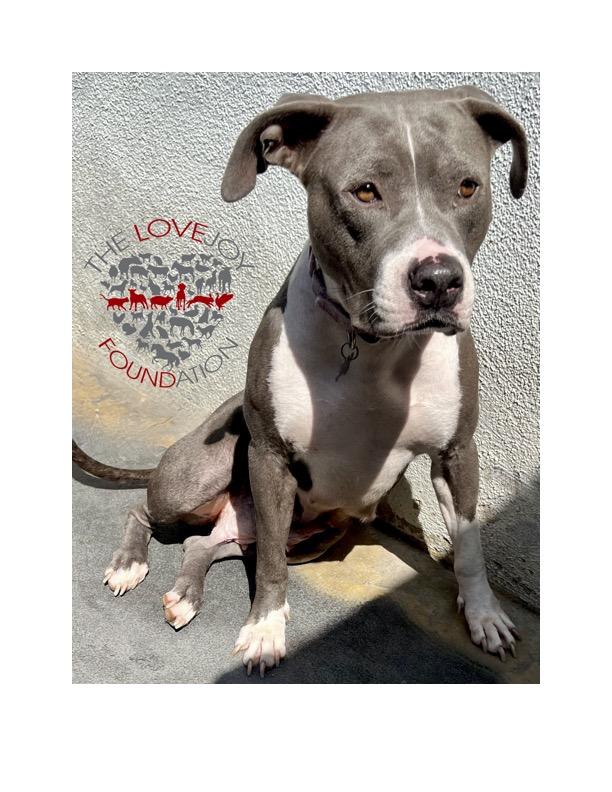 Enlarge Jamie, a Adoptable mixed breed in Inglewood, CA image 3/3