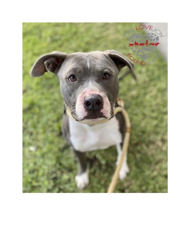 Enlarge Jamie, a Adoptable mixed breed in Inglewood, CA image 2/3