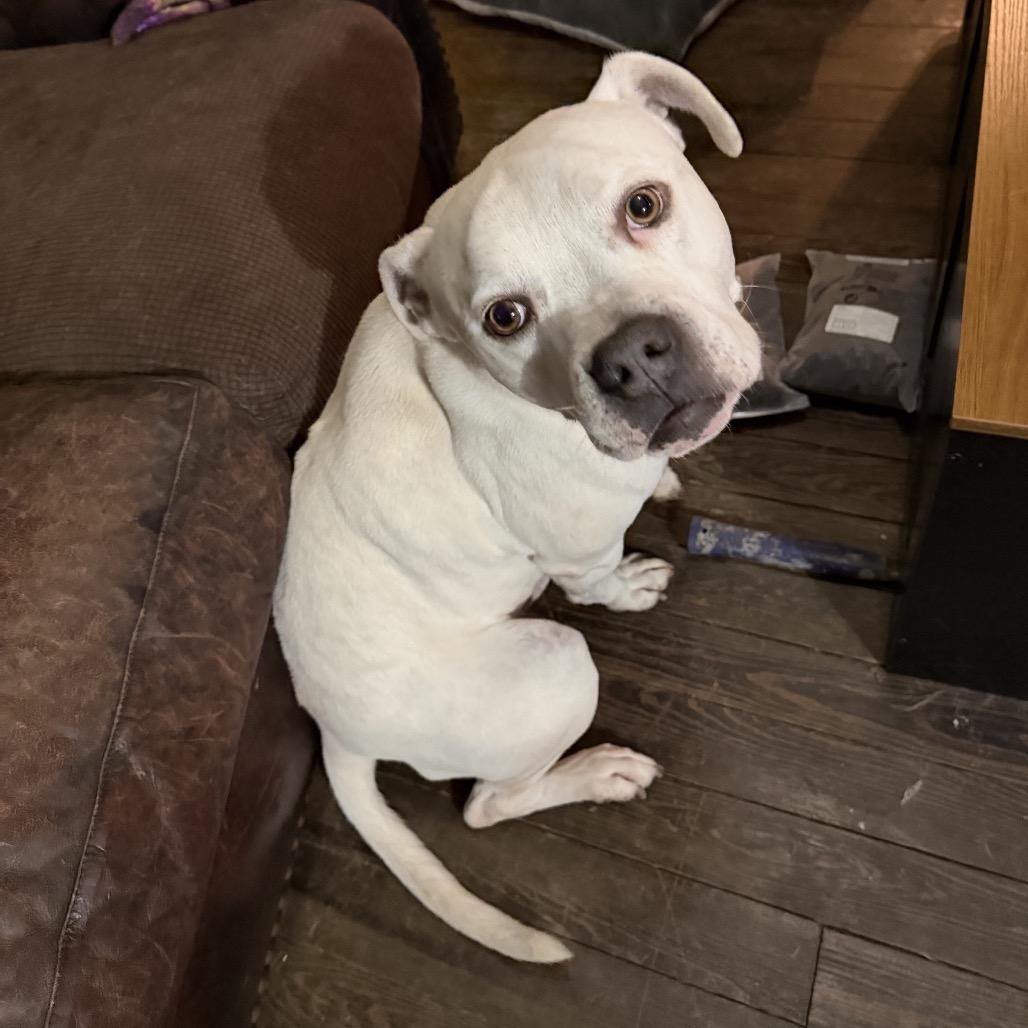 Codes, Adoptable, Adult Male Boxer.