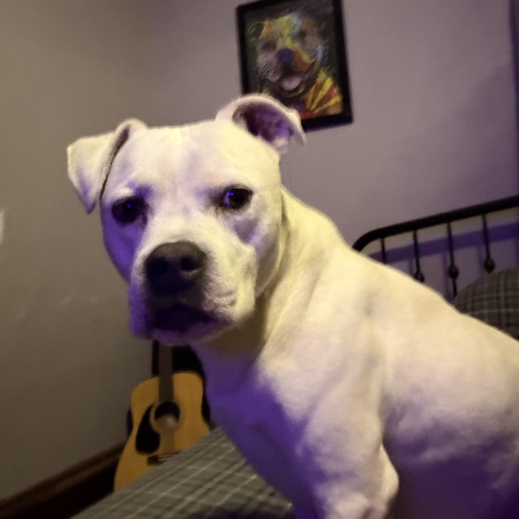 Codes, a Adoptable Boxer in Pittsburg, KS image 3/5