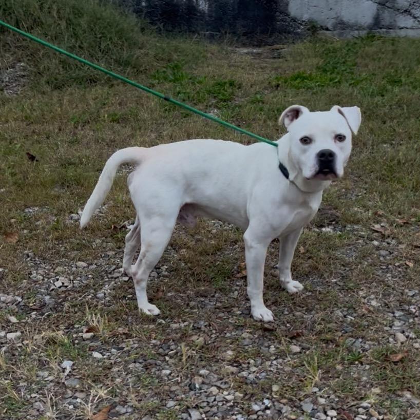 Codes, a Adoptable Boxer in Pittsburg, KS image 4/5