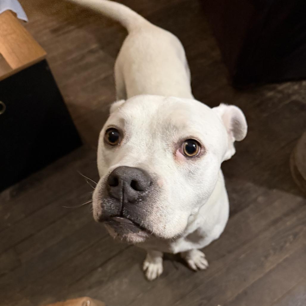 Codes, a Adoptable Boxer in Pittsburg, KS image 5/5