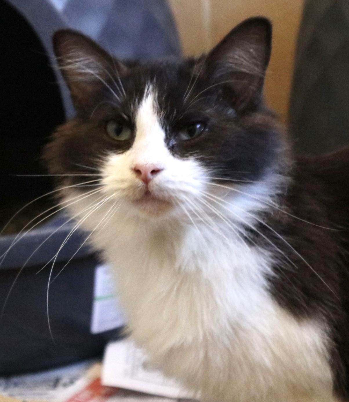Pippin, an adopted Domestic Long Hair in West Greenwich, RI image 5/5