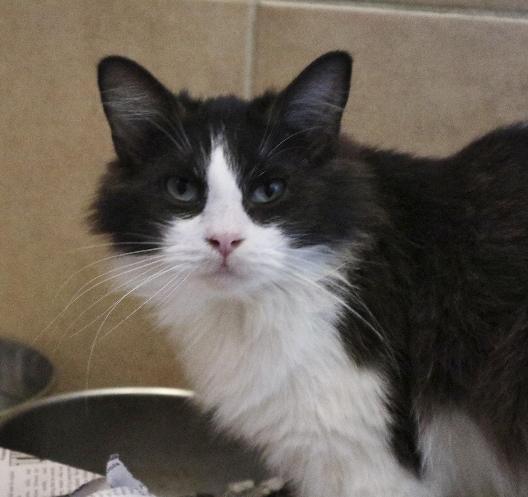 Pippin, an adopted Domestic Long Hair in West Greenwich, RI image 1/5