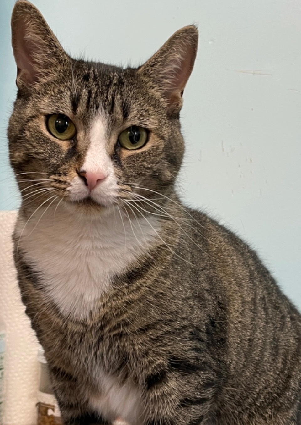 Enlarge Cinderella, a Adoptable mixed breed in Hasbrouck Heights, NJ image 1/4