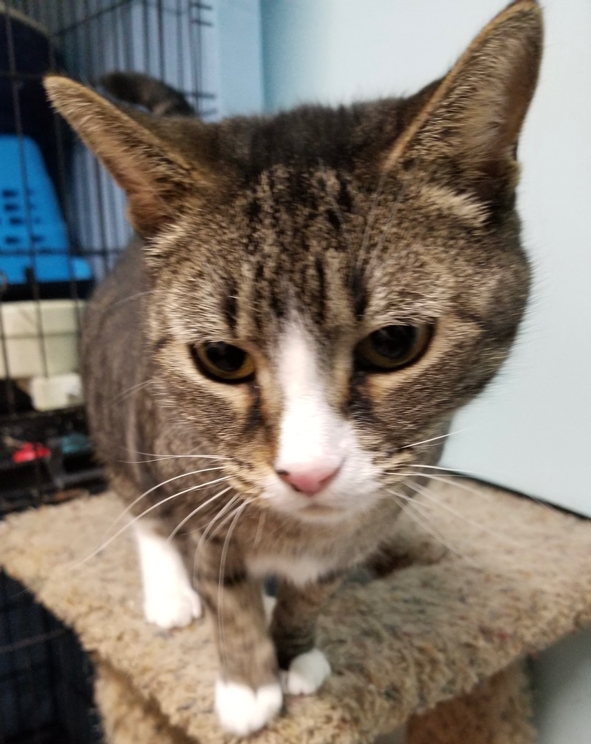 Enlarge Cinderella, a Adoptable mixed breed in Hasbrouck Heights, NJ image 2/4