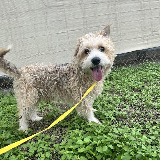 Ludo, Adoptable, Adult Male Schnauzer.