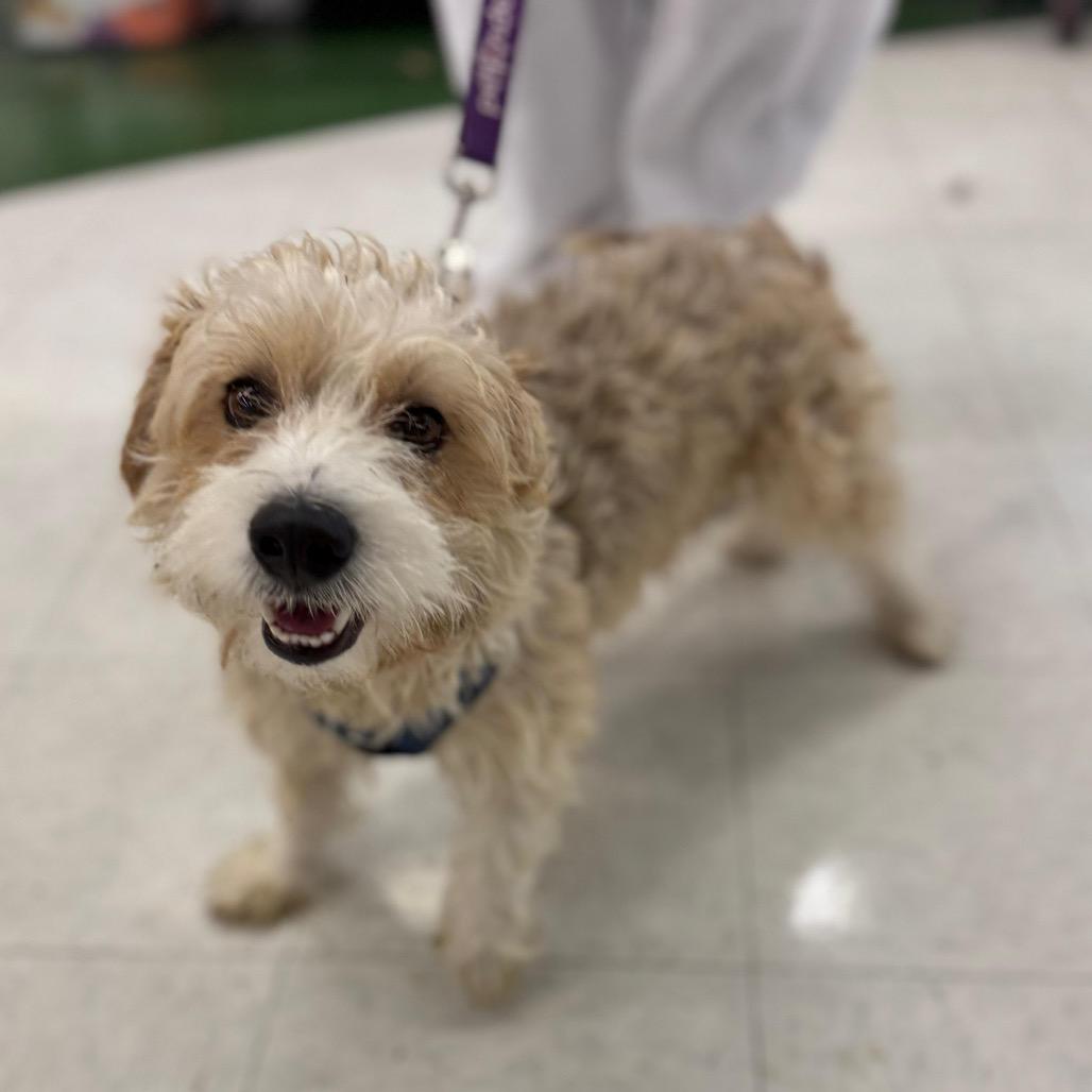 Enlarge Ludo, a Adoptable Schnauzer in Laredo, TX image 2/2