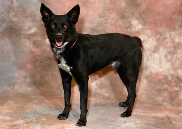 SHADE, Adoptable, Young Male Australian Cattle Dog / Blue Heeler.
