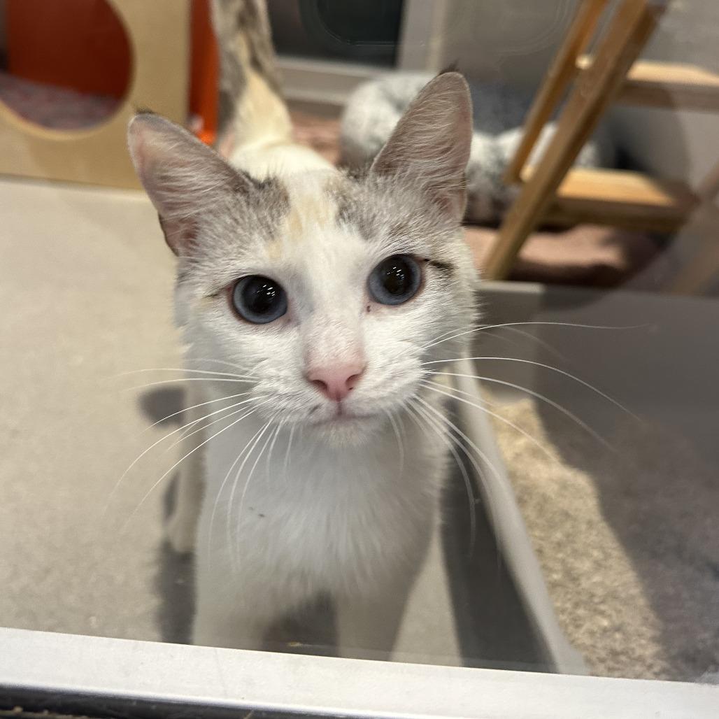 Enlarge Minerva, a Adoptable Domestic Short Hair in Playa Vista, CA image 2/2