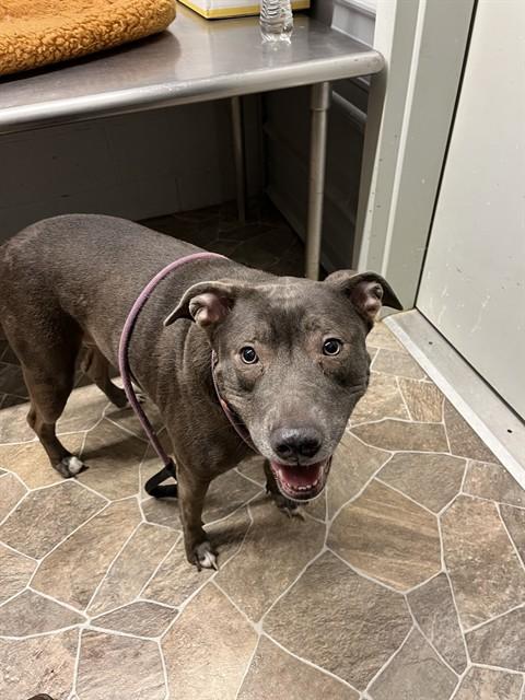 Enlarge LENA LUNA, a Adoptable American Staffordshire Terrier in Chester, SC image 1/1