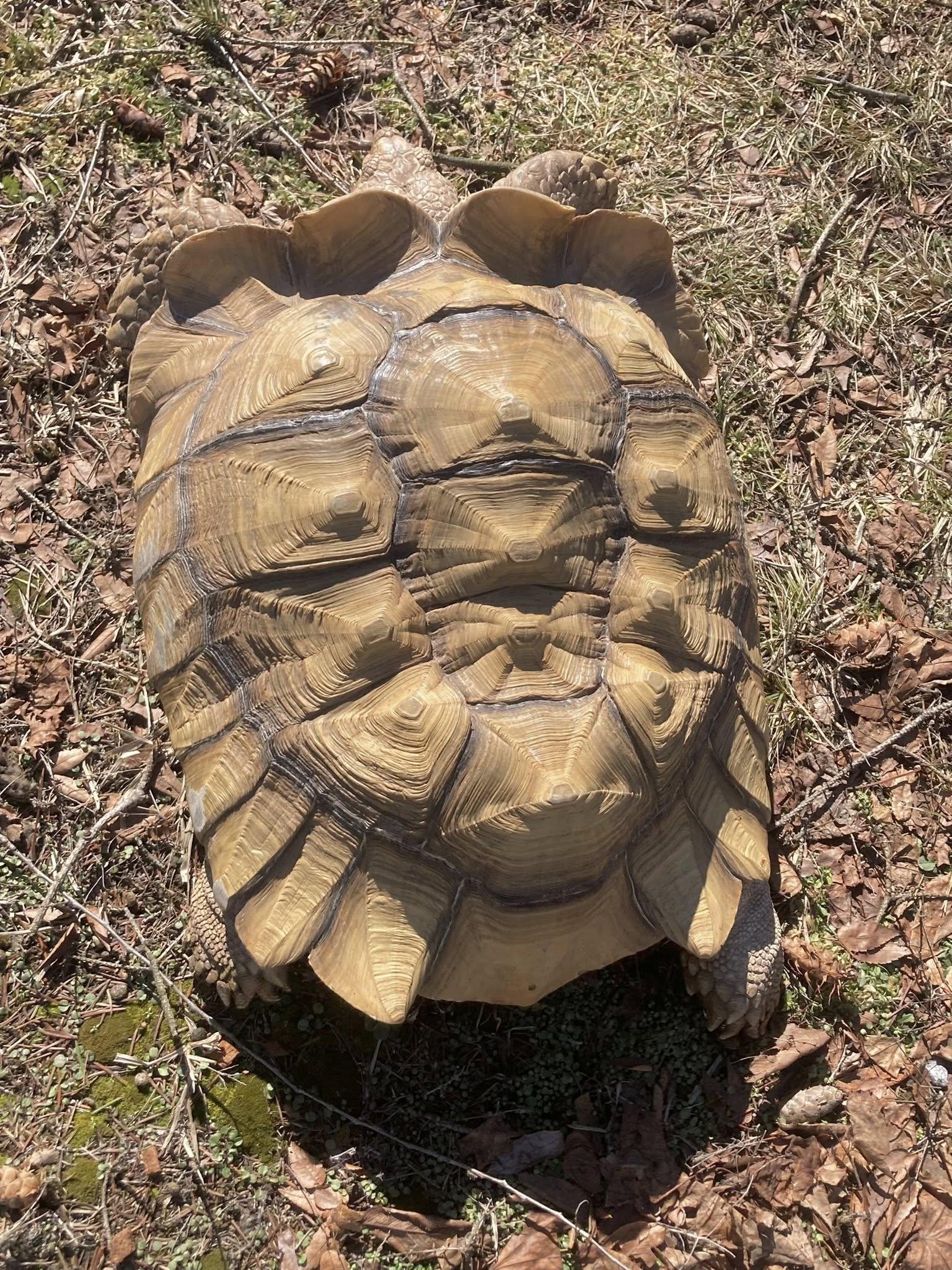 Enlarge Spike, a ADOPTABLE Sulcata in Palmerton, PA image 4/4