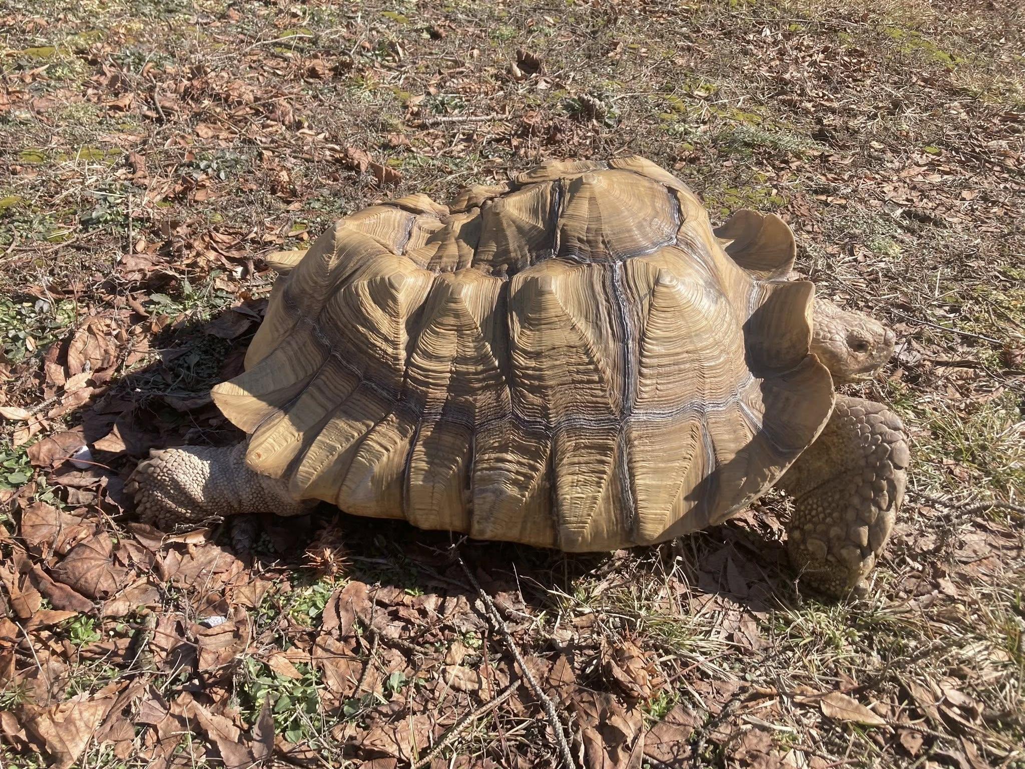 Enlarge Spike, a ADOPTABLE Sulcata in Palmerton, PA image 3/4