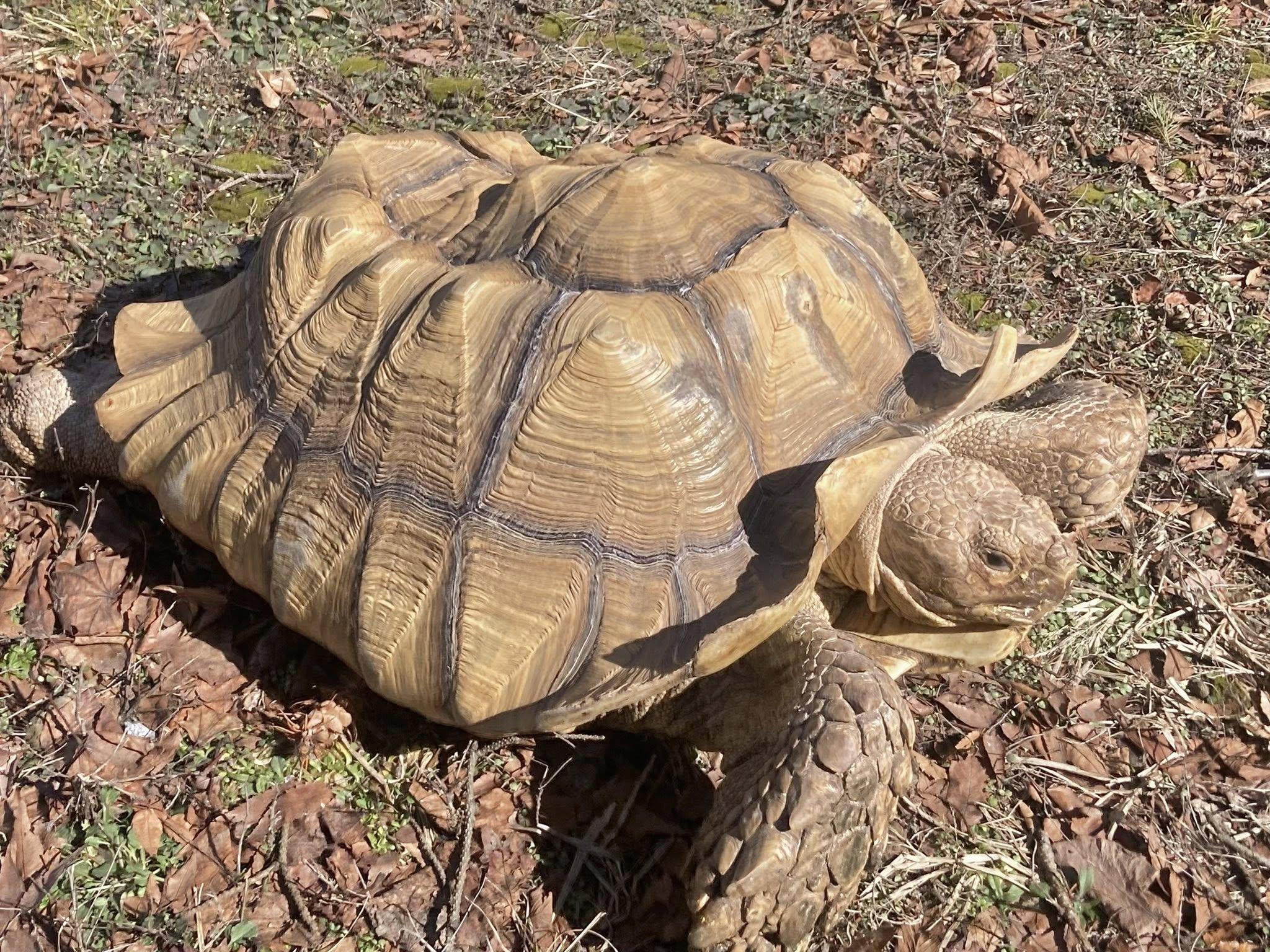 Spike, ADOPTABLE, Young Male Sulcata.