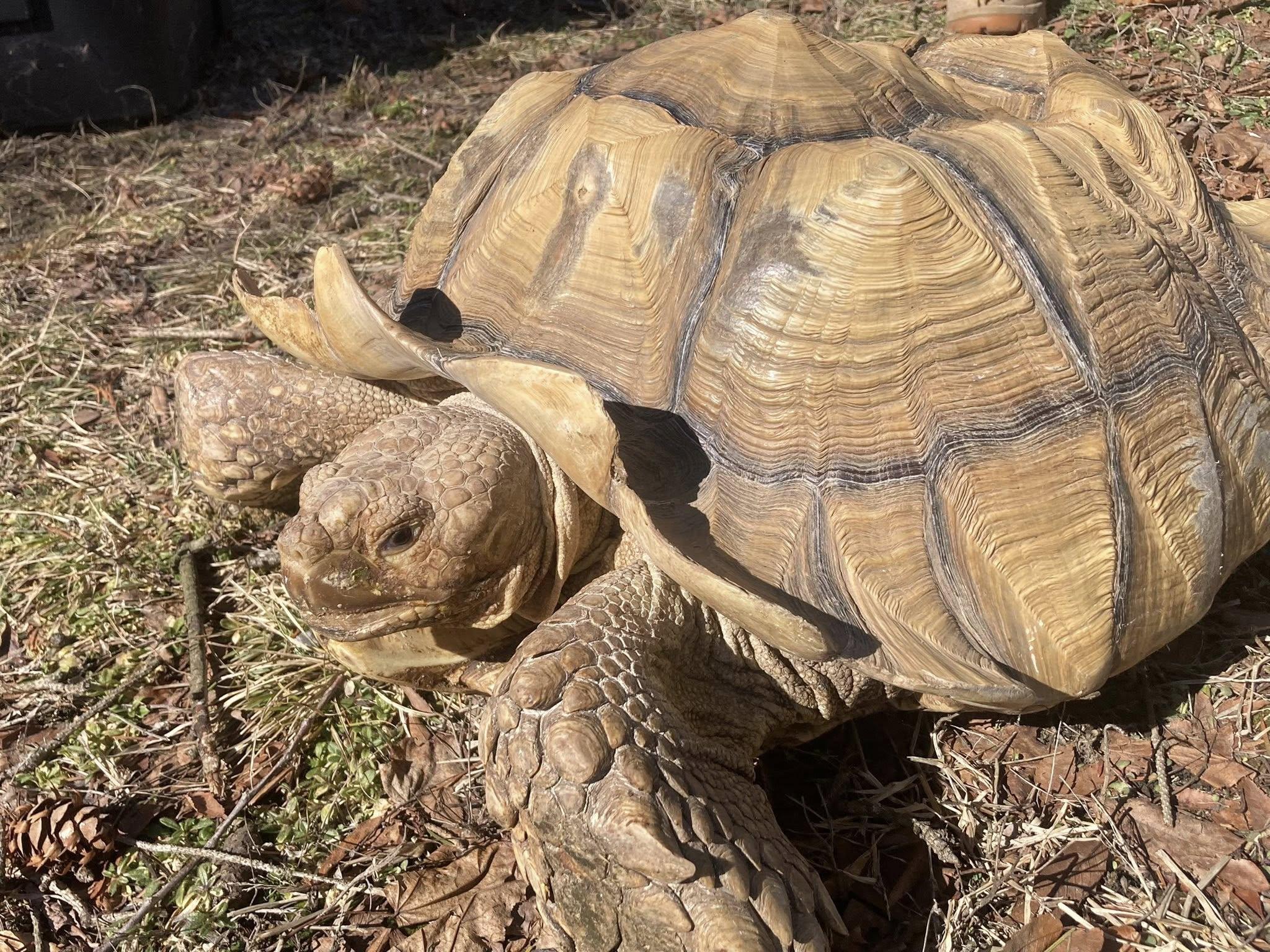 Enlarge Spike, a ADOPTABLE Sulcata in Palmerton, PA image 2/4