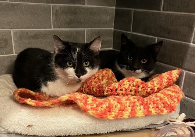 Chaucer & Doyle: Two Dapper Gentlemen , a Adoptable Domestic Short Hair in Albany, NY image 2/5