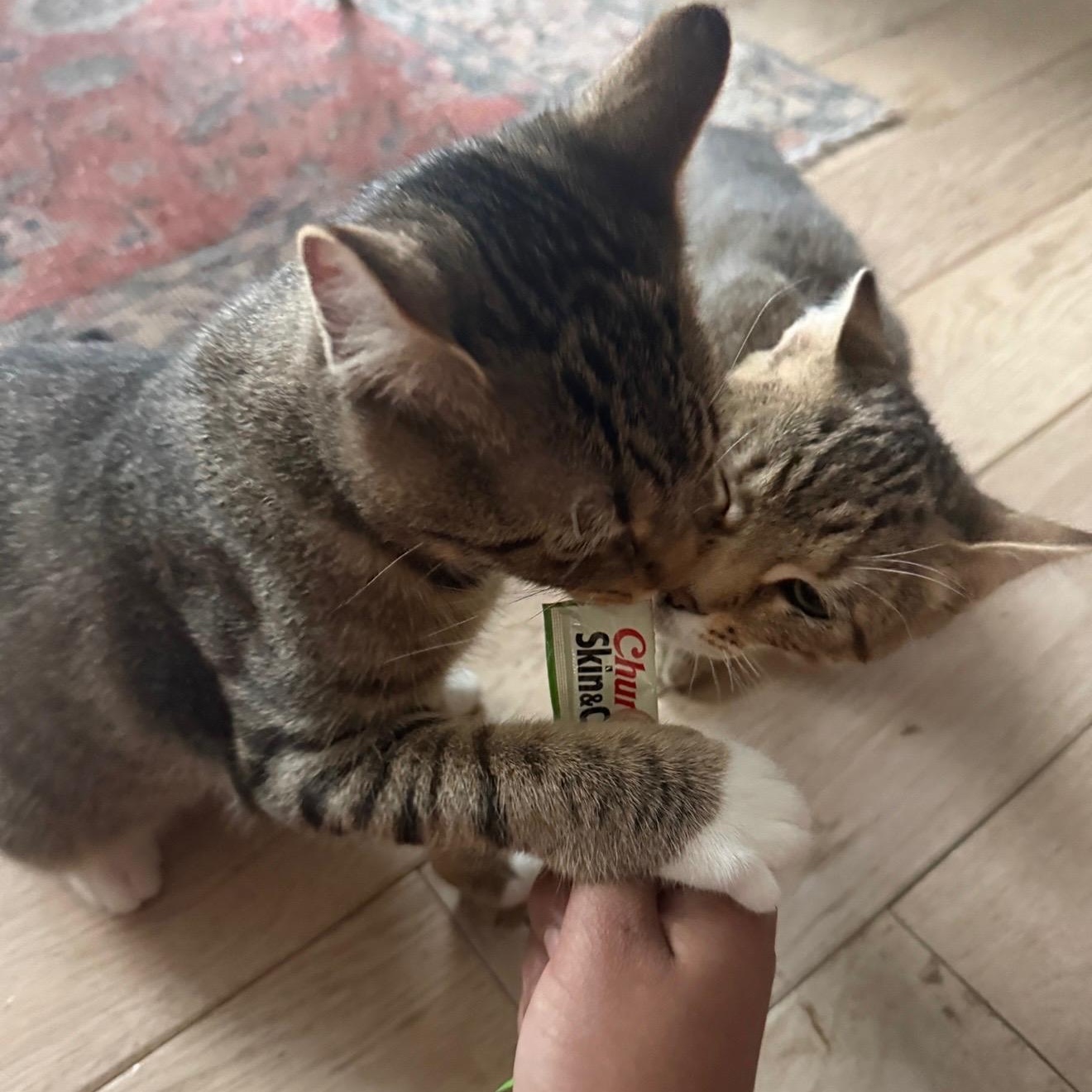 Enlarge Sugar rush and Sweet tooth, a ADOPTABLE American Shorthair in Brooklyn, NY image 4/6