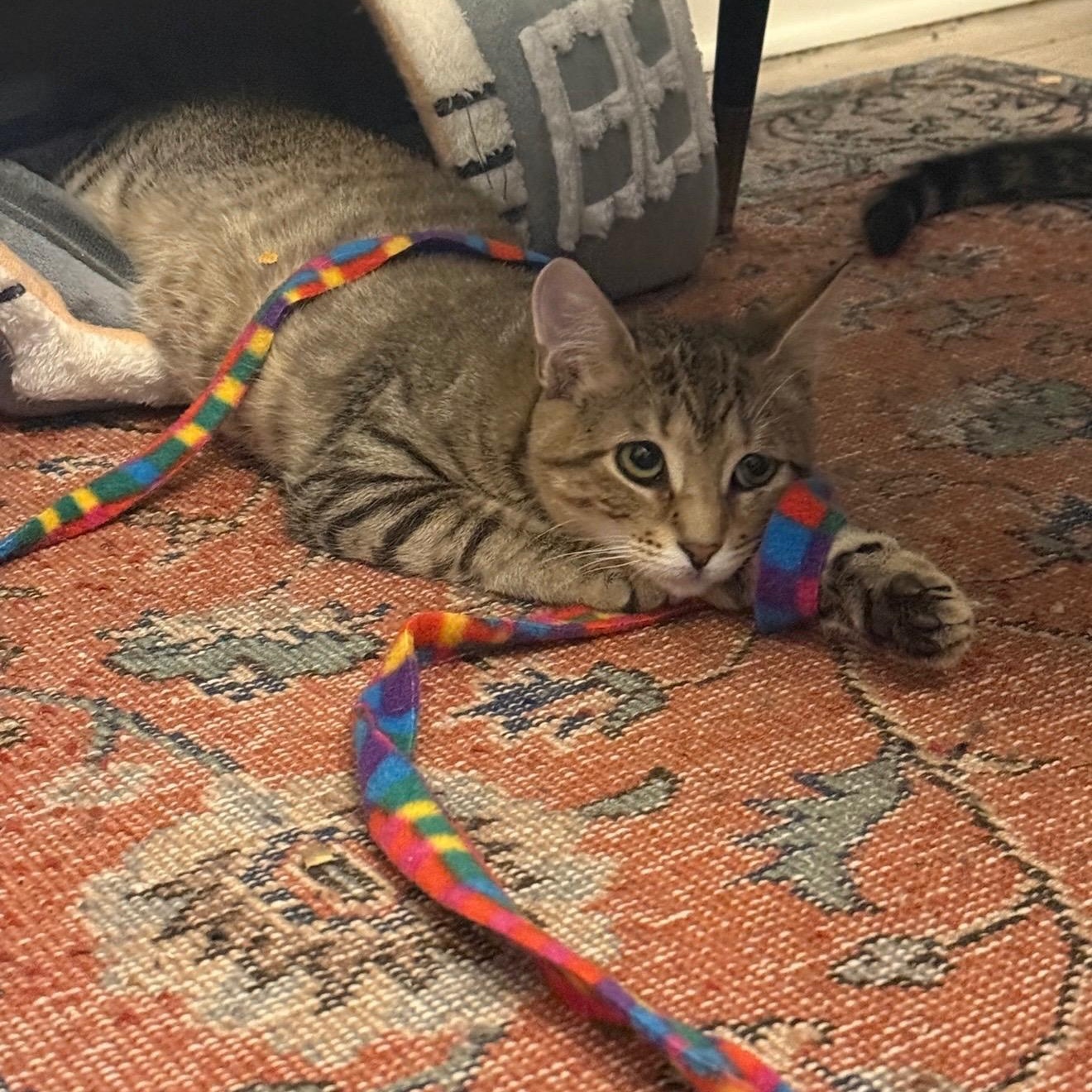 Enlarge Sugar rush and Sweet tooth, a ADOPTABLE American Shorthair in Brooklyn, NY image 5/6