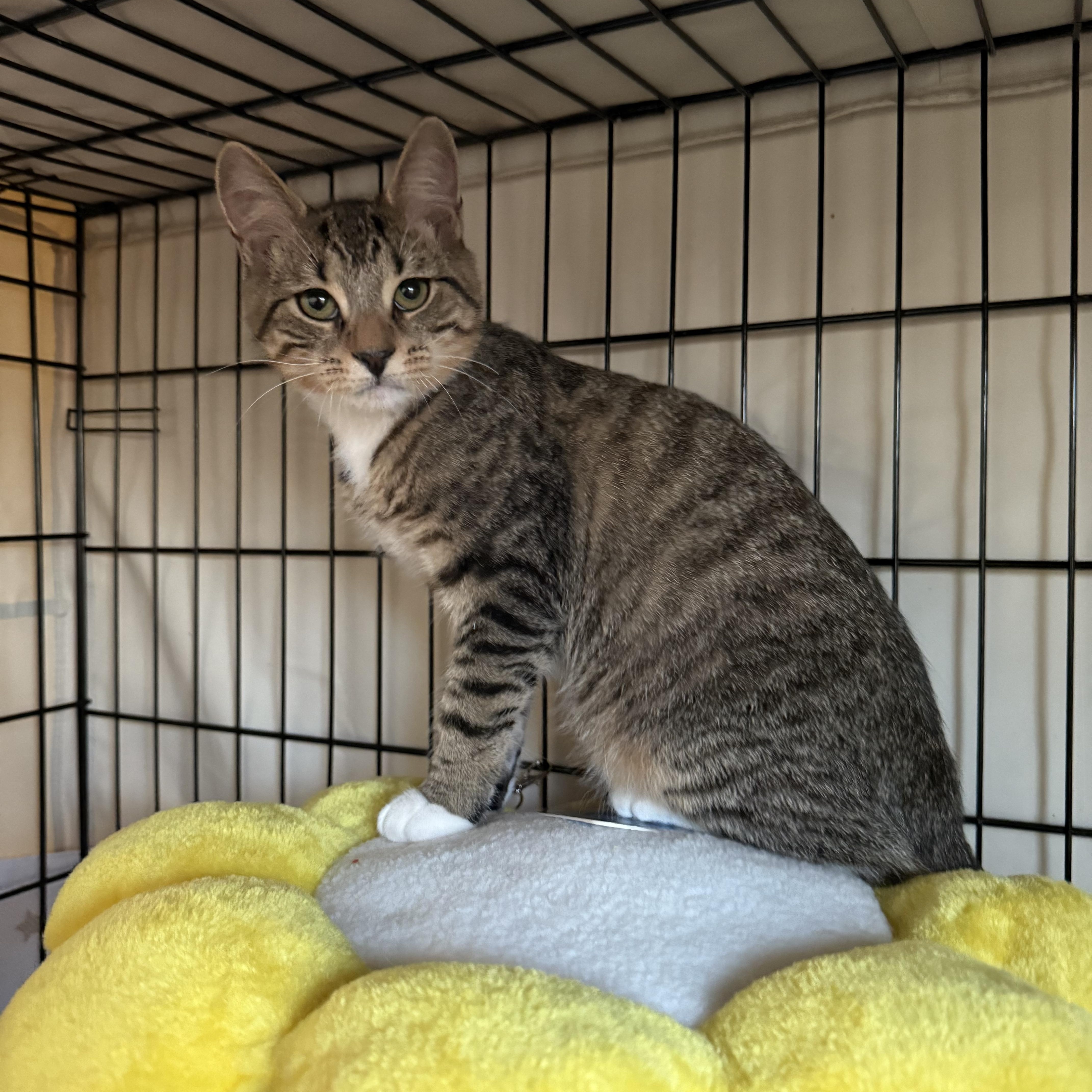 Enlarge Sugar rush and Sweet tooth, a ADOPTABLE American Shorthair in Brooklyn, NY image 6/6