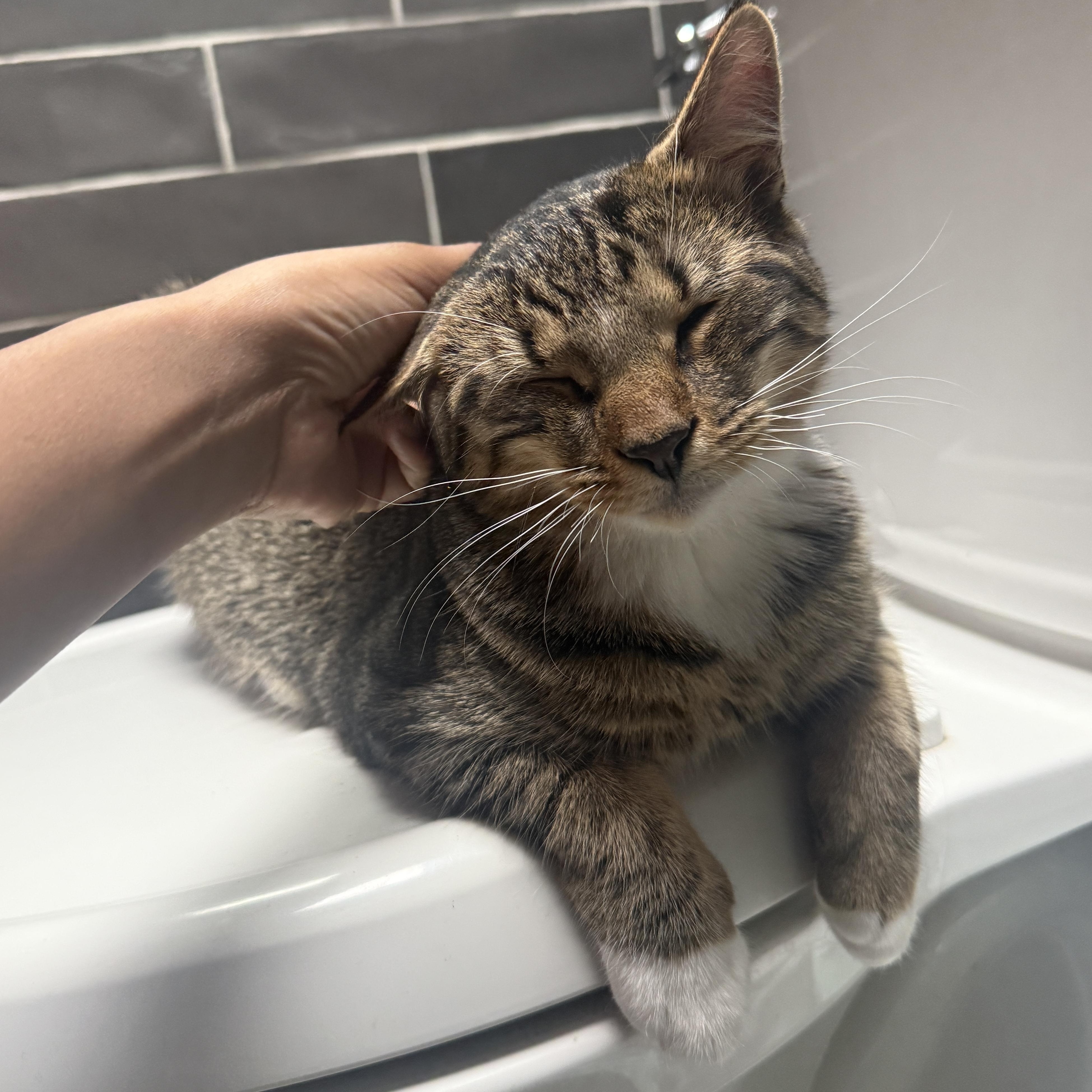 Enlarge Sugar rush and Sweet tooth, a ADOPTABLE American Shorthair in Brooklyn, NY image 3/6