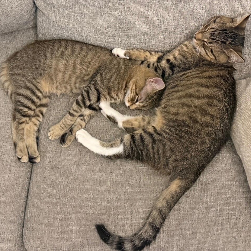 Enlarge Sugar rush and Sweet tooth, a ADOPTABLE American Shorthair in Brooklyn, NY image 2/6