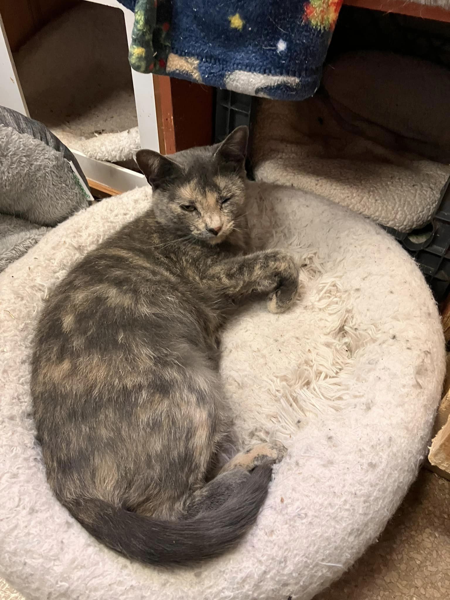 Cornelia, Adoptable, Young Female Domestic Short Hair.