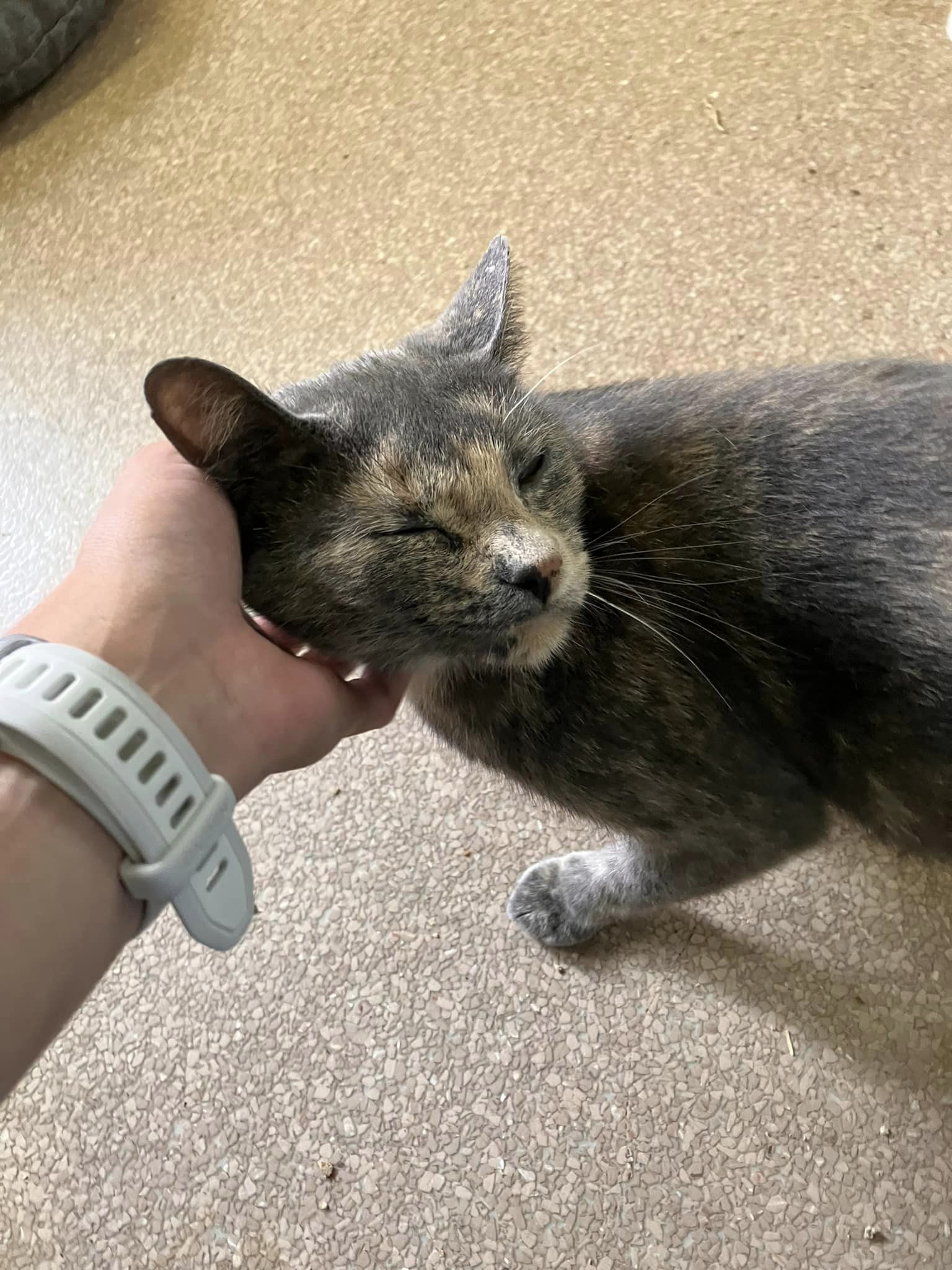 Enlarge Cornelia, a Adoptable mixed breed in Colbert, GA image 2/6