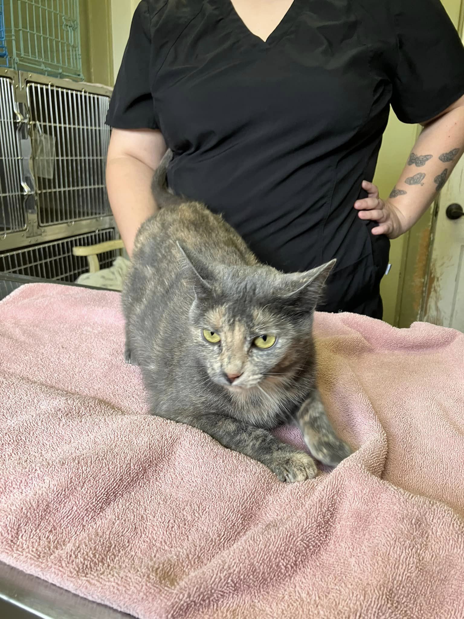 Enlarge Cornelia, a Adoptable mixed breed in Colbert, GA image 3/6