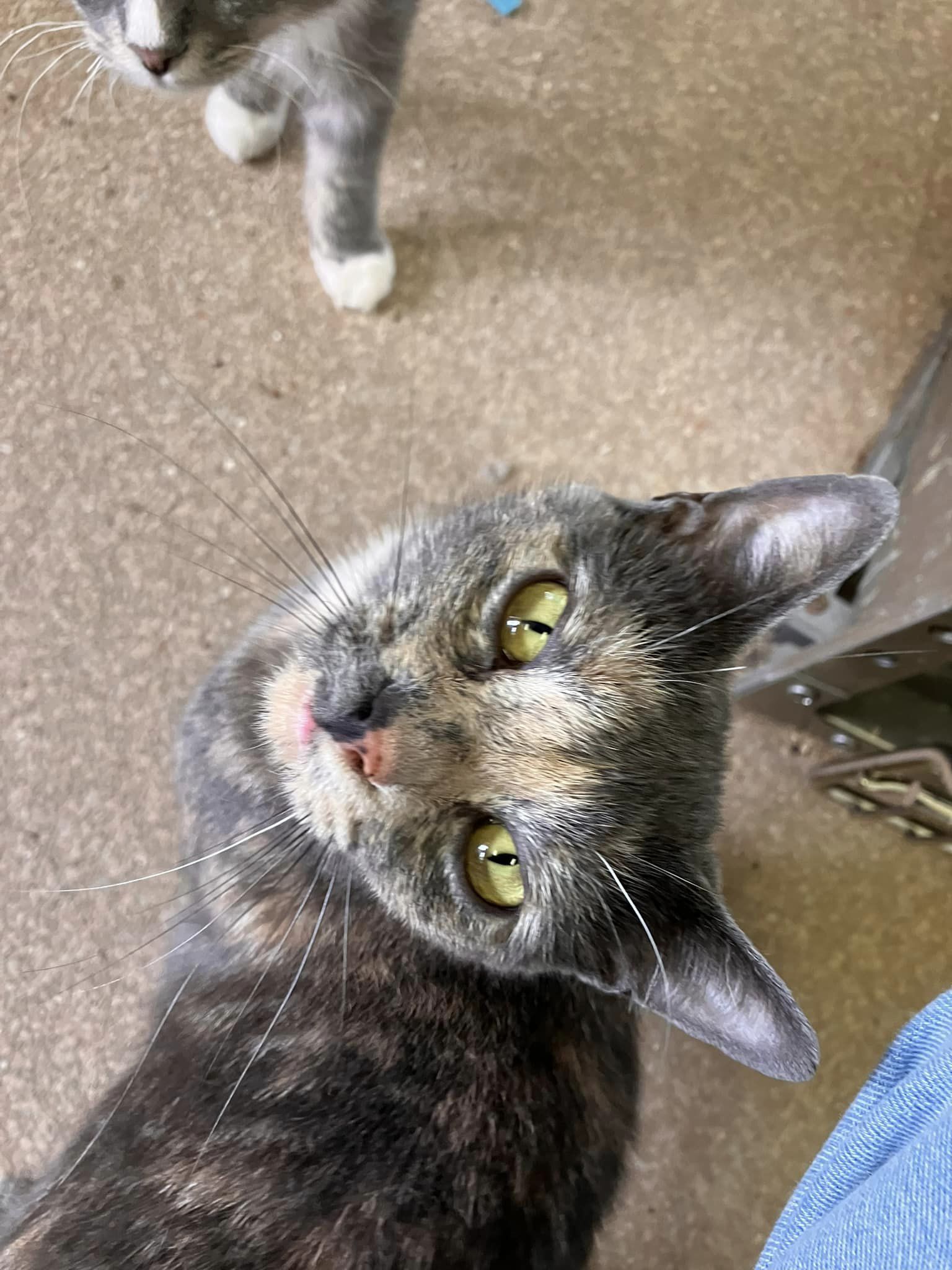 Cornelia, Adoptable, Young Female Domestic Short Hair.