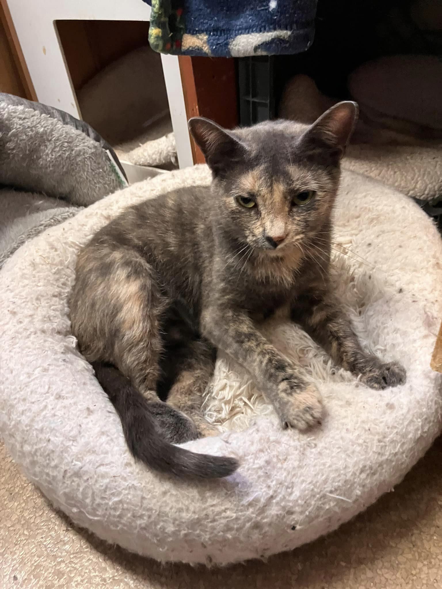 Enlarge Cornelia, a Adoptable mixed breed in Colbert, GA image 5/6