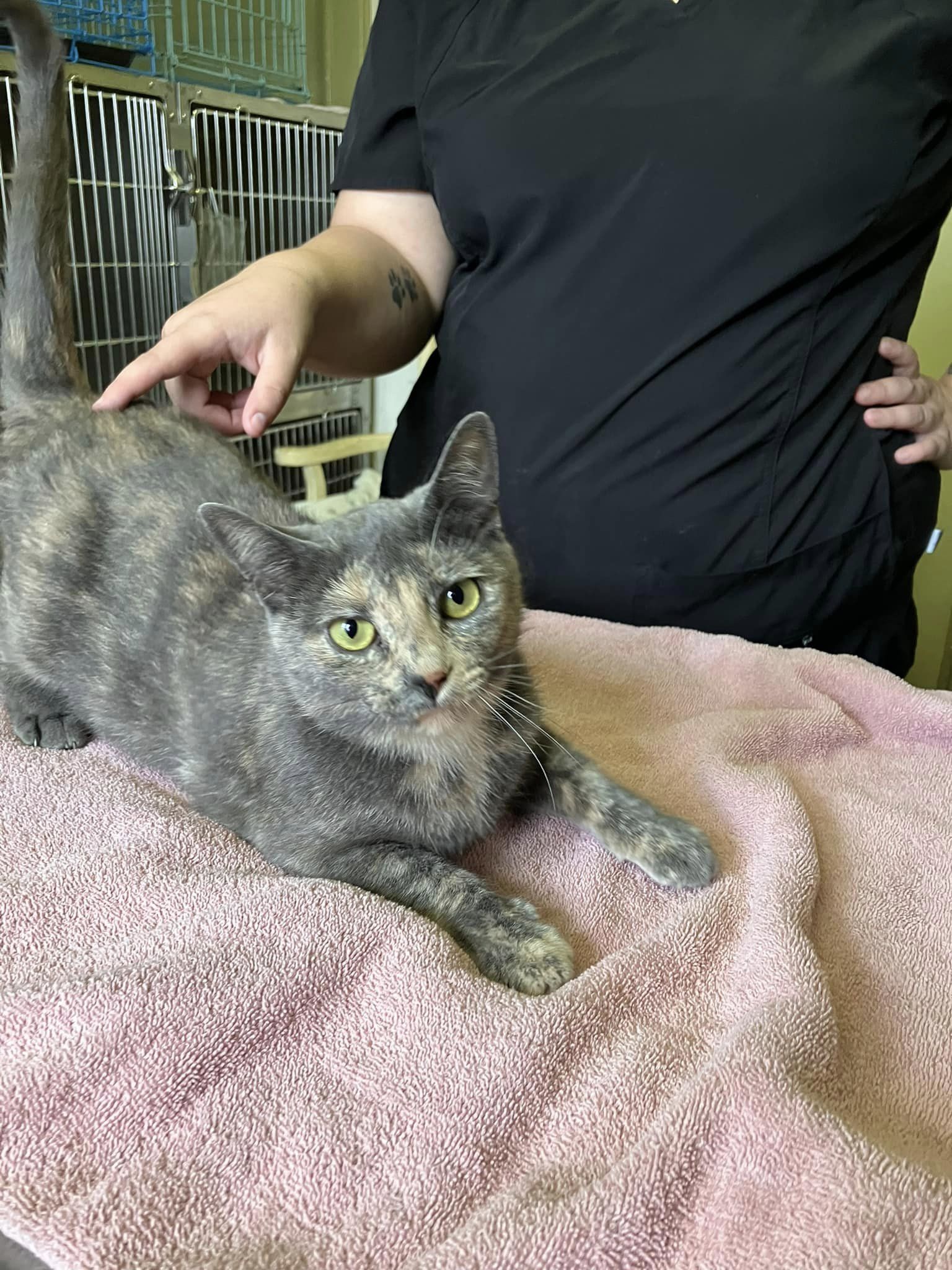 Enlarge Cornelia, a Adoptable mixed breed in Colbert, GA image 6/6