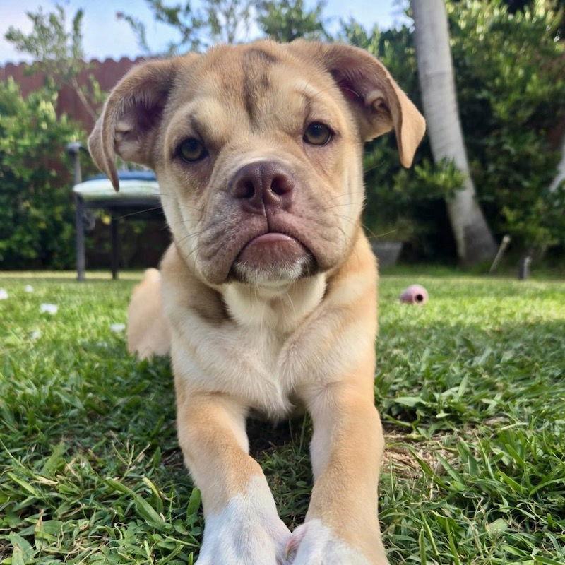 Kai, a Adopted mixed breed in San Juan Capistrano, CA image 1/3