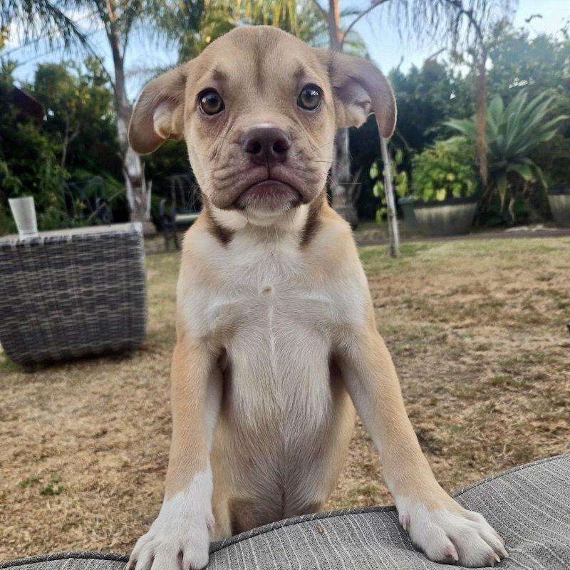 Kai, a Adopted mixed breed in San Juan Capistrano, CA image 2/3