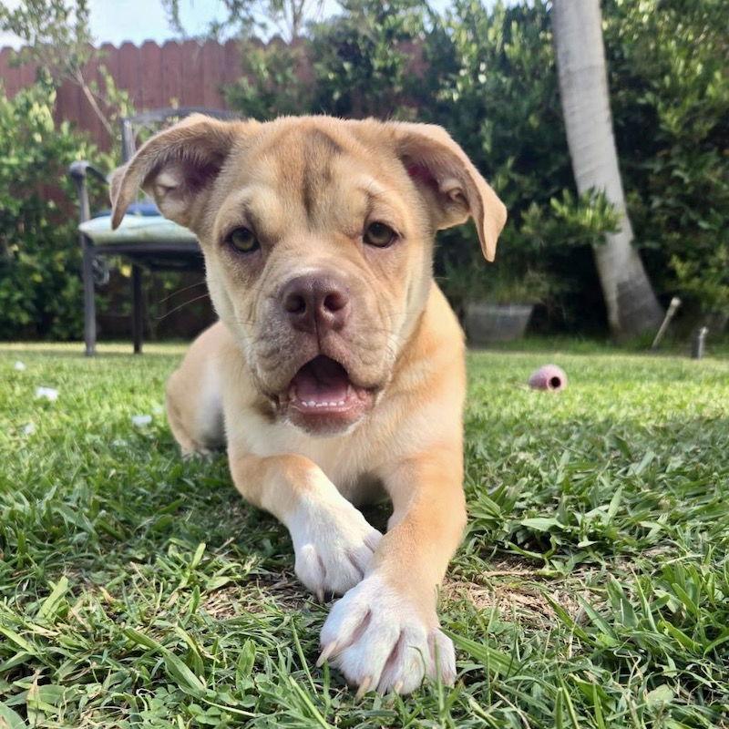 Kai, a Adopted mixed breed in San Juan Capistrano, CA image 3/3